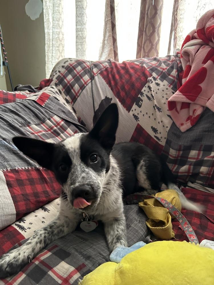 Enlarge Maude, a Adoptable Australian Cattle Dog / Blue Heeler in Mansfield, OH image 2/4