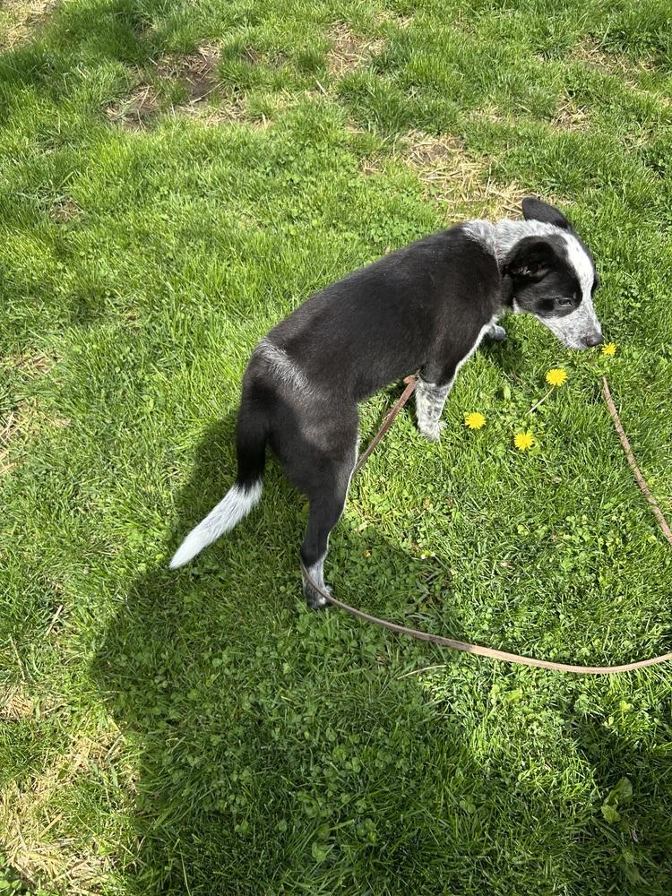 Enlarge Maude, a Adoptable Australian Cattle Dog / Blue Heeler in Mansfield, OH image 3/4