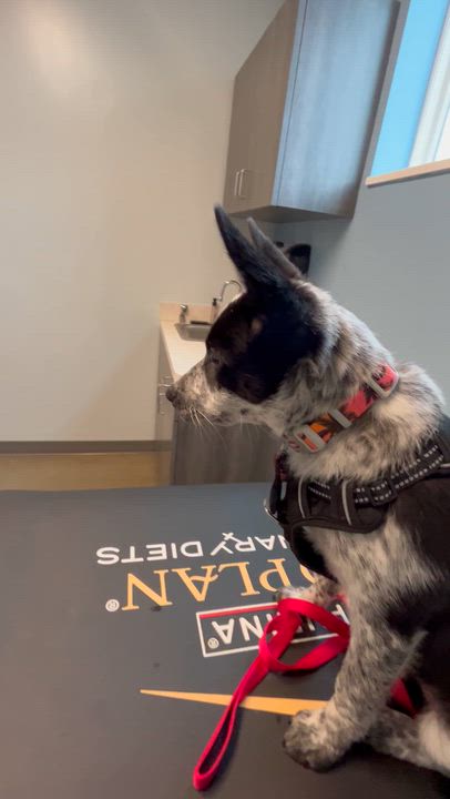Enlarge Maude, a Adoptable Australian Cattle Dog / Blue Heeler in Mansfield, OH video 4/4