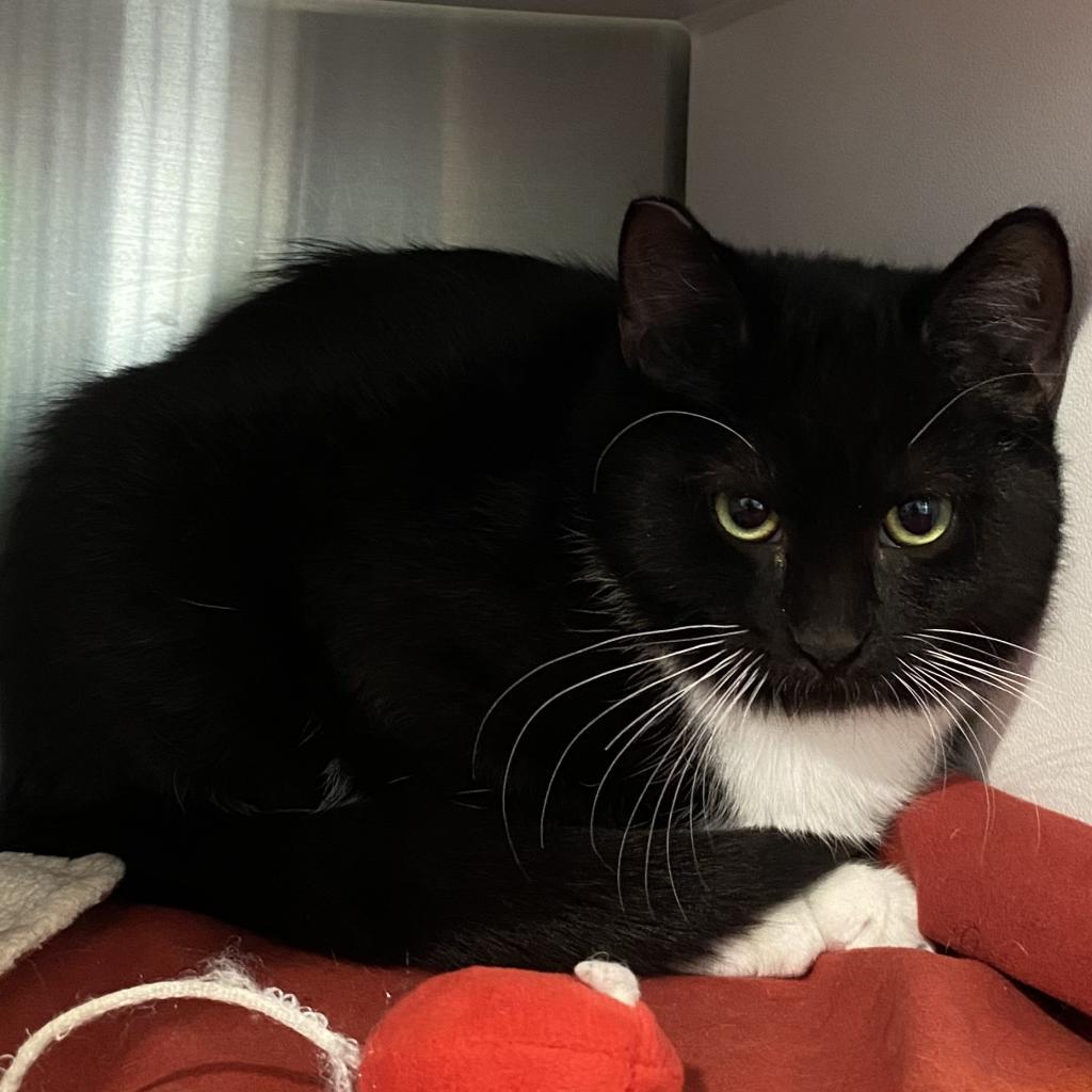 Rainer, Adoptable, Adult Female Domestic Short Hair.