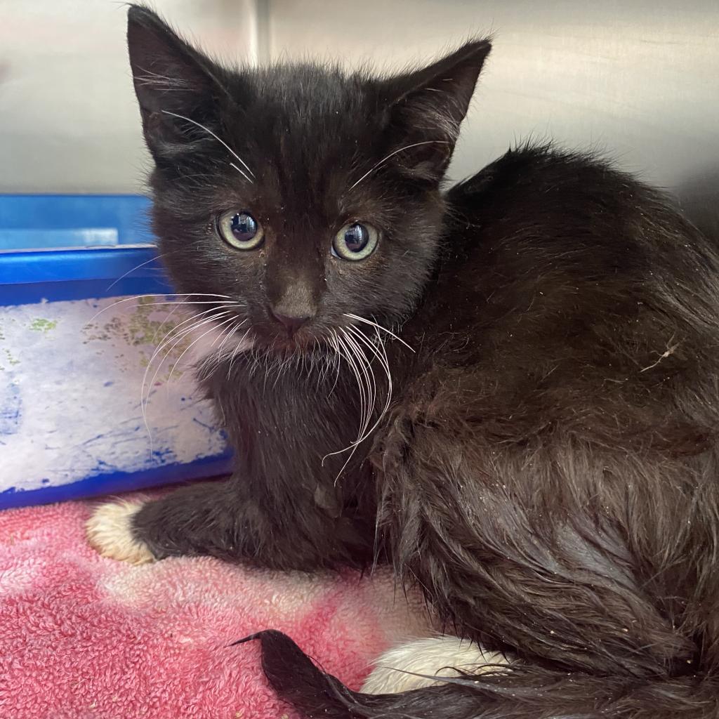 Enlarge Rainer, a Adoptable Domestic Short Hair in Cedaredge, CO image 2/4