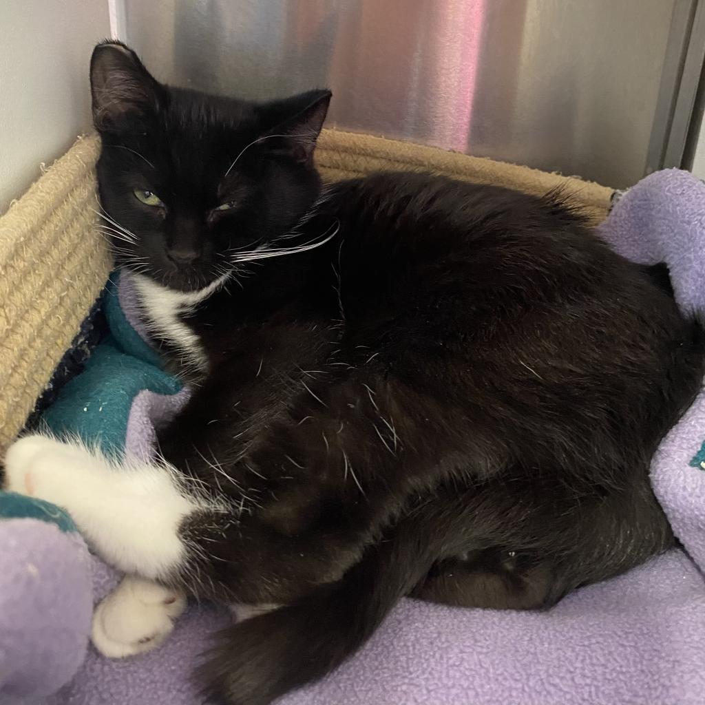 Enlarge Rainer, a Adoptable Domestic Short Hair in Cedaredge, CO image 3/4