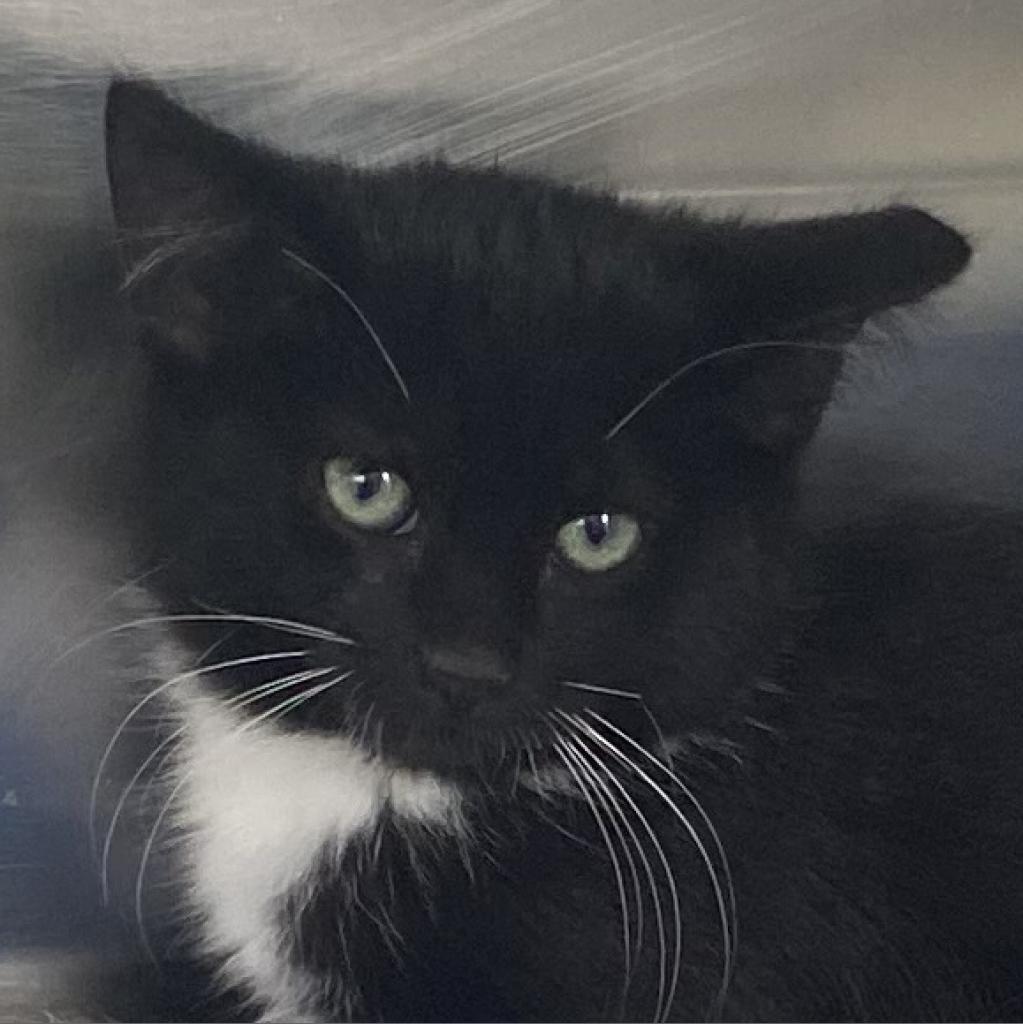 Enlarge Rainer, a Adoptable Domestic Short Hair in Cedaredge, CO image 4/4