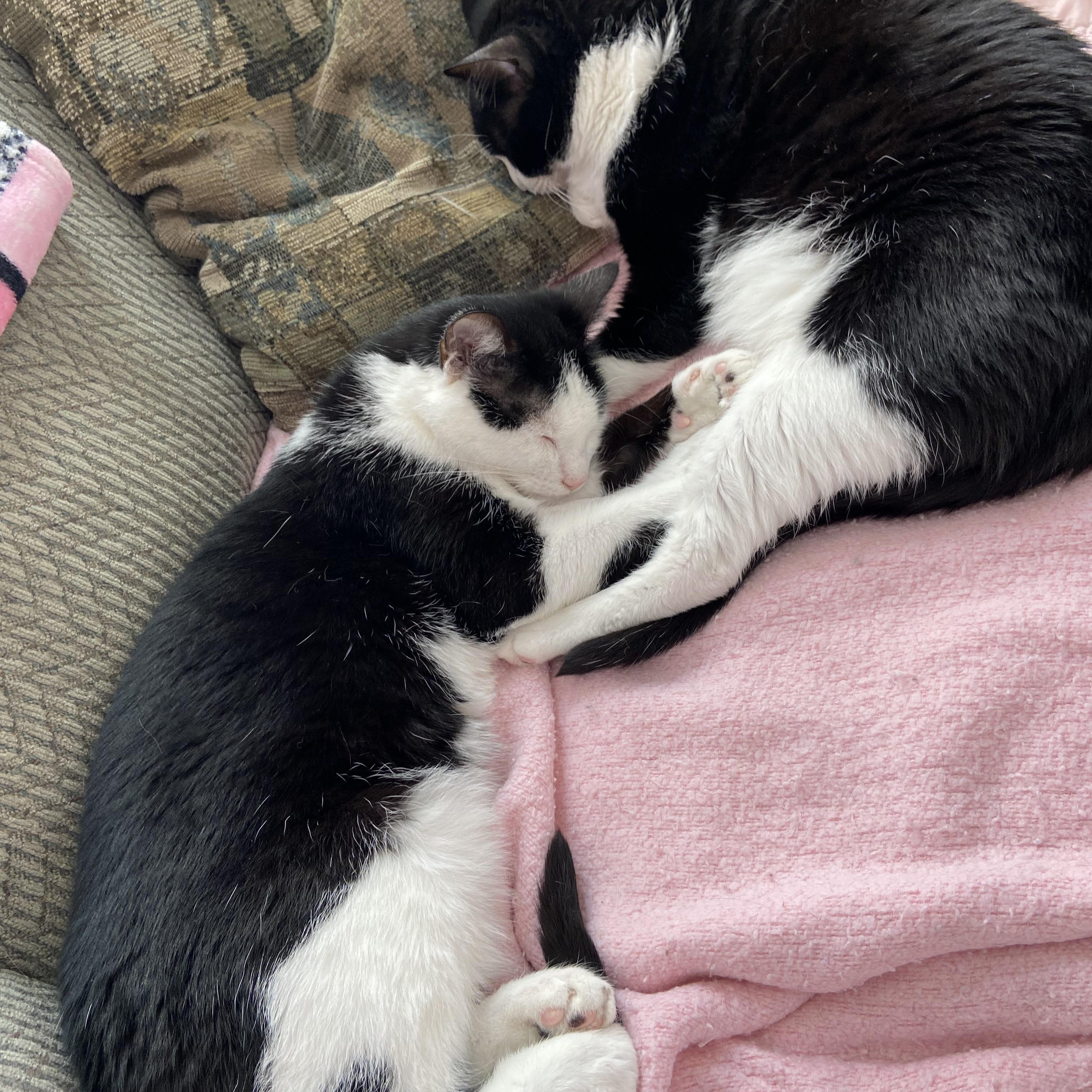 Jazzy & Kenny - Dynamic Duo, ADOPTABLE, Young Male American Shorthair.