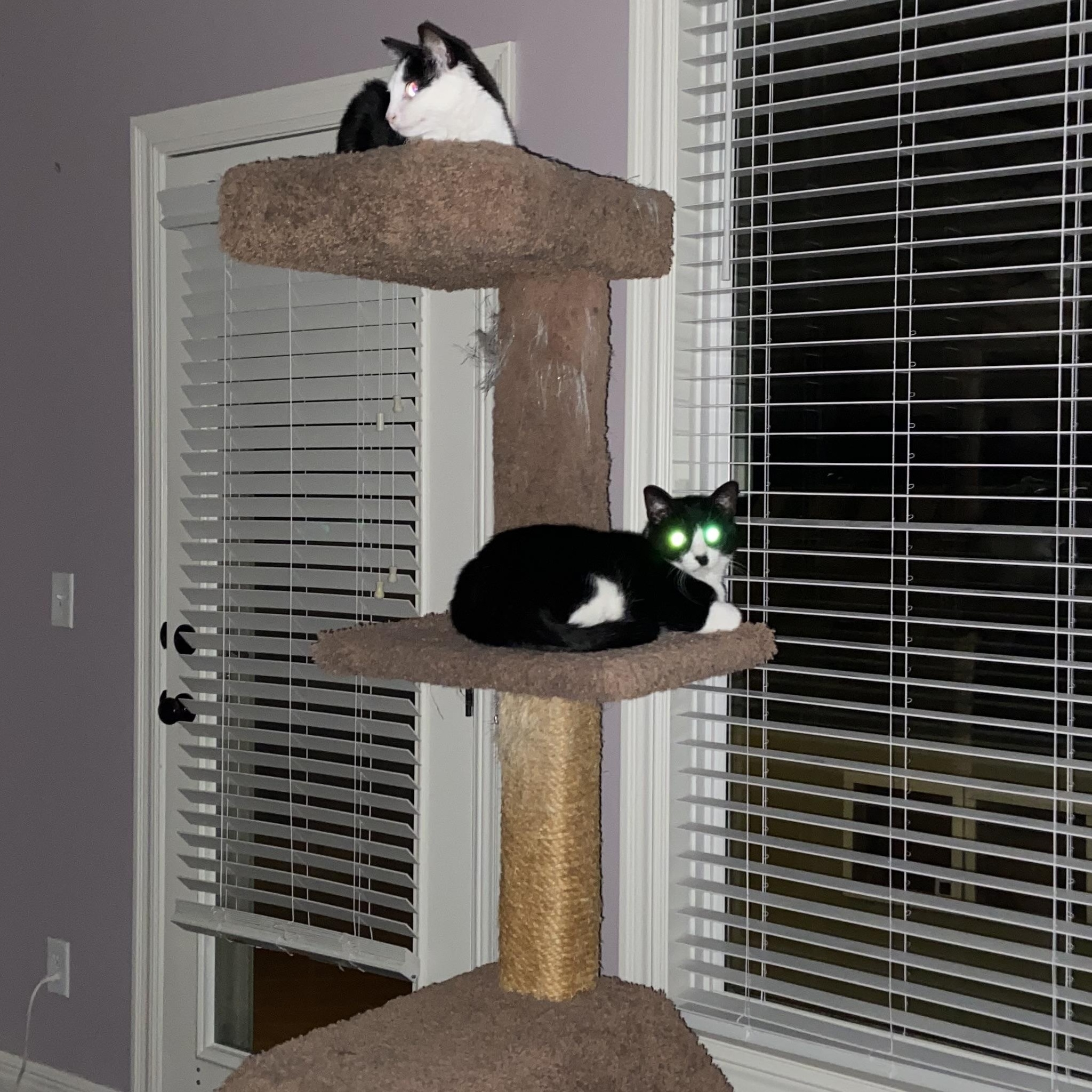 Enlarge Jazzy & Kenny - Dynamic Duo, a ADOPTABLE American Shorthair in Shawnee, KS image 4/6