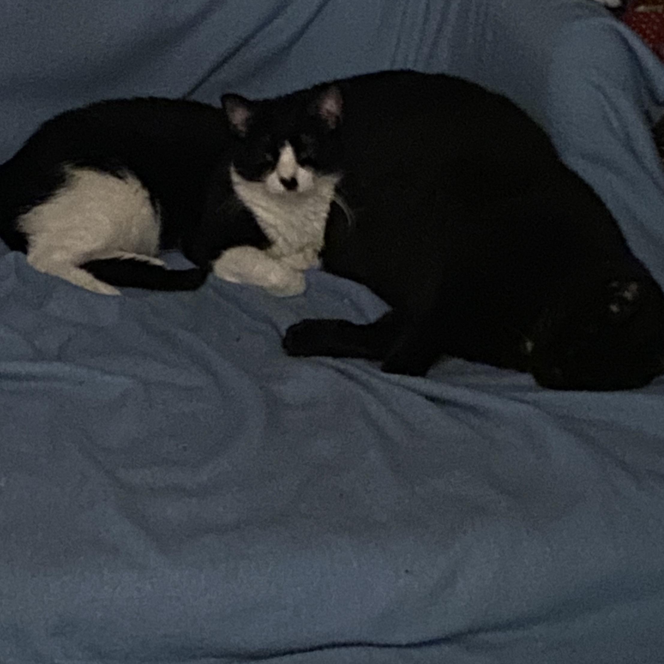 Enlarge Jazzy & Kenny - Dynamic Duo, a ADOPTABLE American Shorthair in Shawnee, KS image 6/6