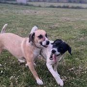 Linda D26-060, Adoptable, Adult Female Hound.
