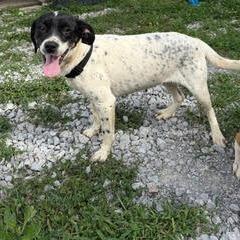 Enlarge Linda D26-060, a Adoptable Hound in Lebanon, TN image 2/5
