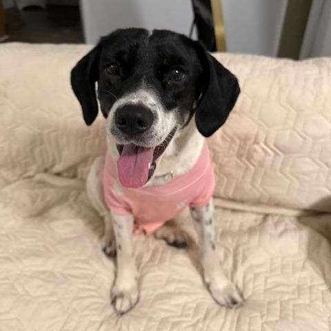 Enlarge Linda D26-060, a Adoptable Hound in Lebanon, TN image 4/5