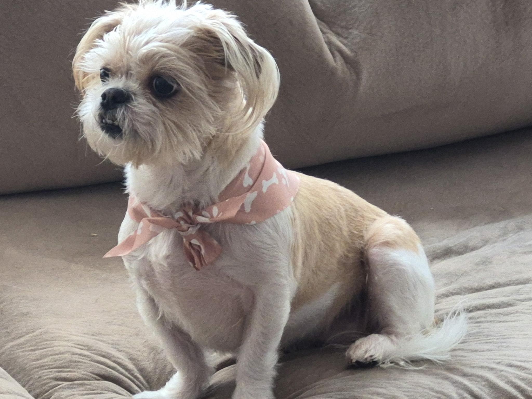 Lulu, Adoptable, Young Female Shih Tzu.