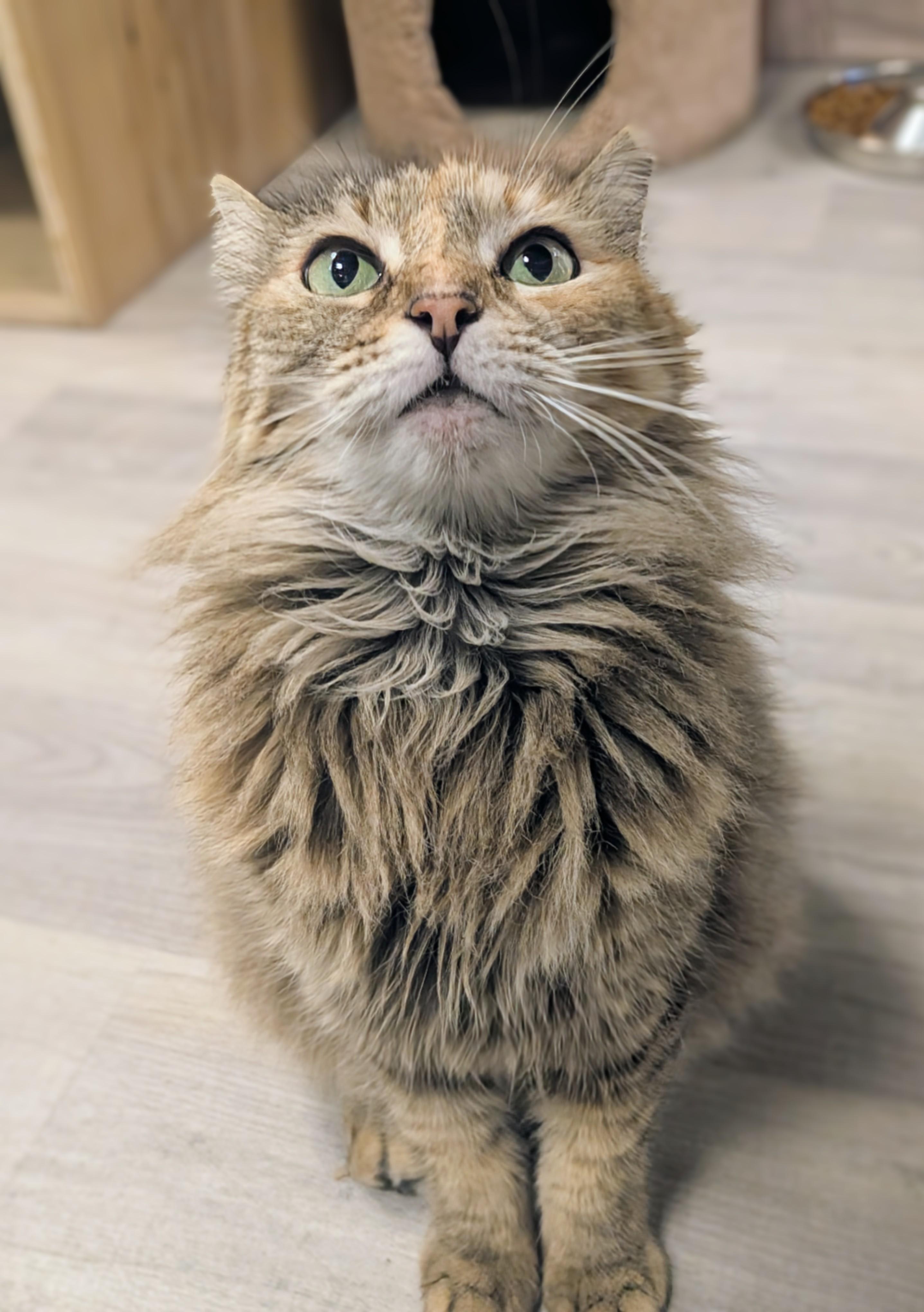 Enlarge Shanti, an adopted Domestic Long Hair in Palm Harbor, FL image 2/3