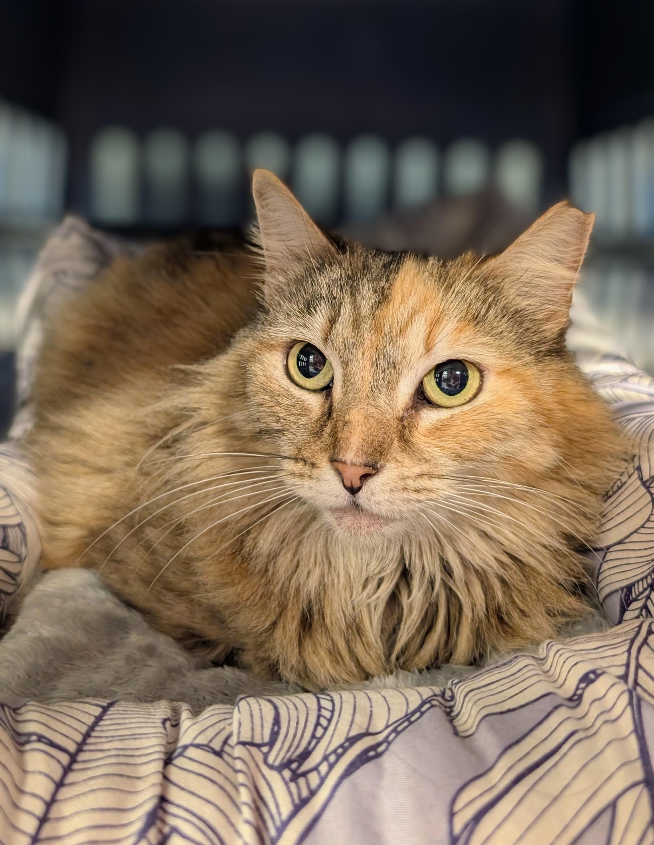 Enlarge Shanti, an adopted Domestic Long Hair in Palm Harbor, FL image 1/3