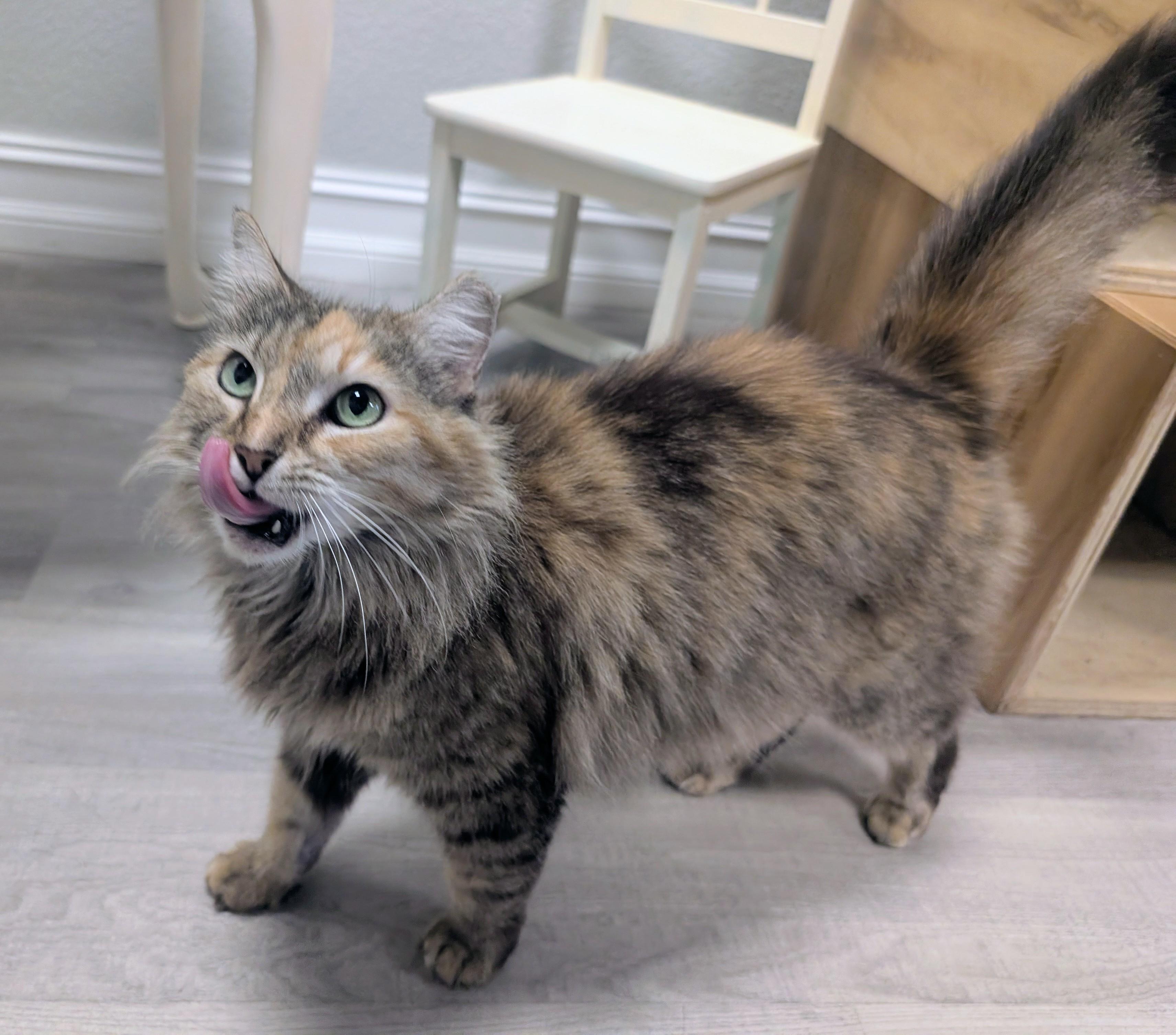 Enlarge Shanti, an adopted Domestic Long Hair in Palm Harbor, FL image 3/3