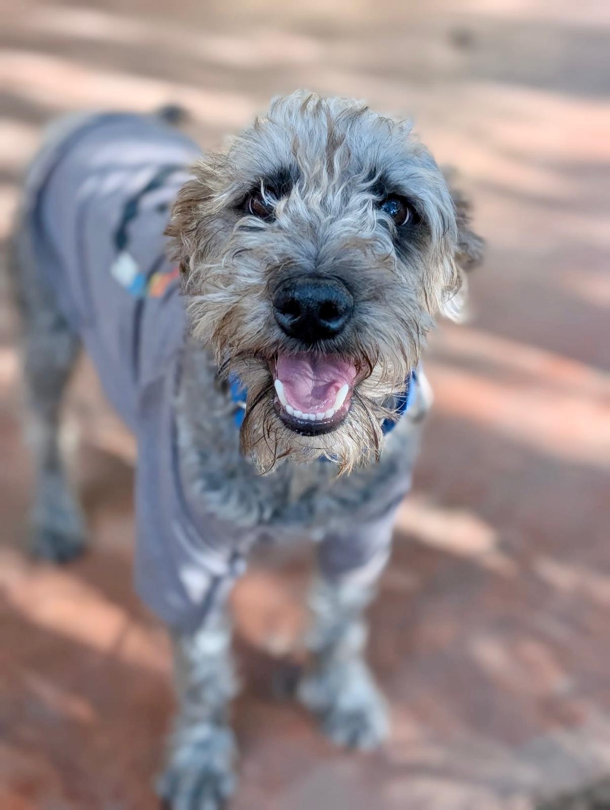 Pimienta (Foster-to-Adopt), a ADOPTABLE mixed breed in Mississauga, ON image 3/4