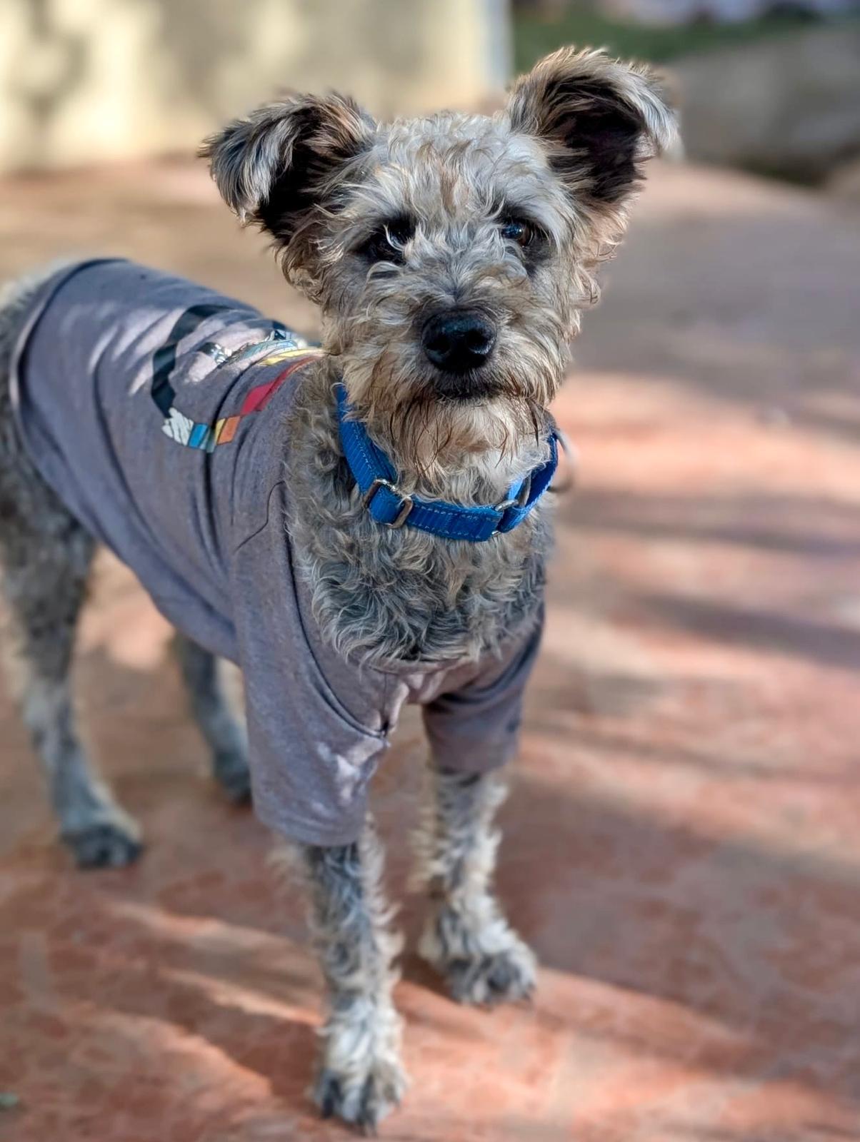 Pimienta (Foster-to-Adopt), a ADOPTABLE mixed breed in Mississauga, ON image 2/4