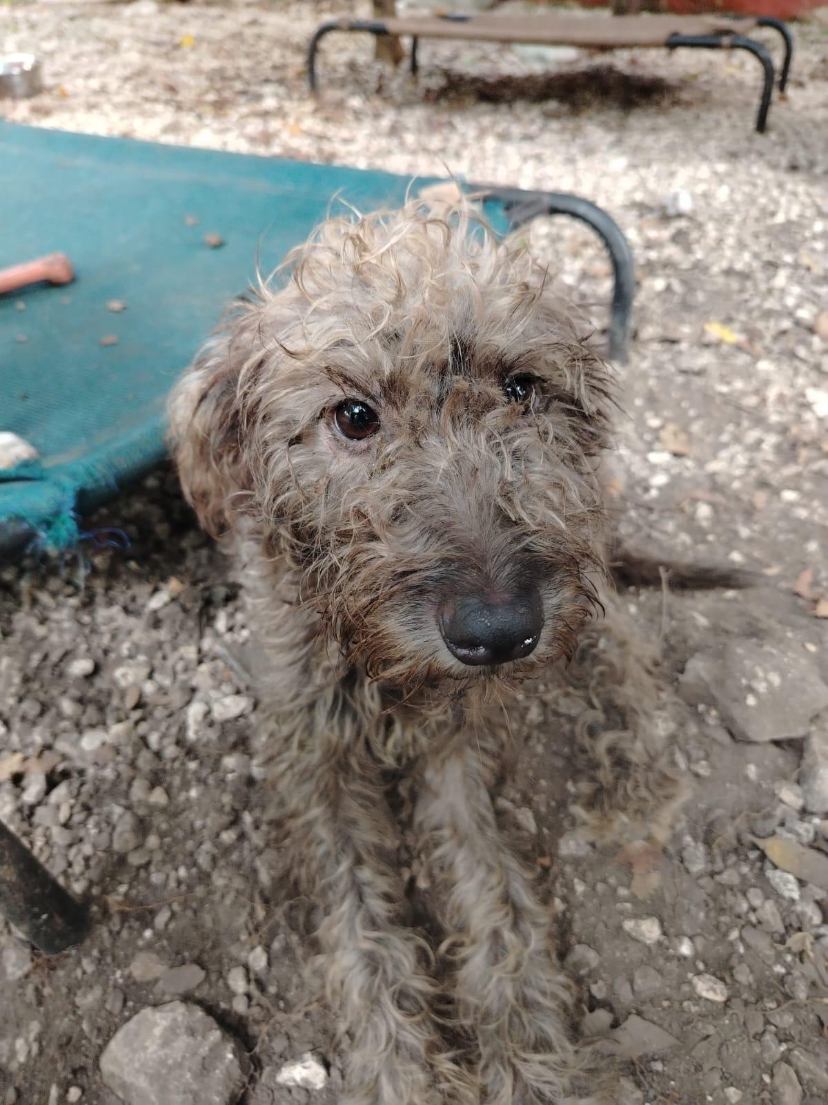 Pimienta (Foster-to-Adopt), a ADOPTABLE mixed breed in Mississauga, ON image 1/4