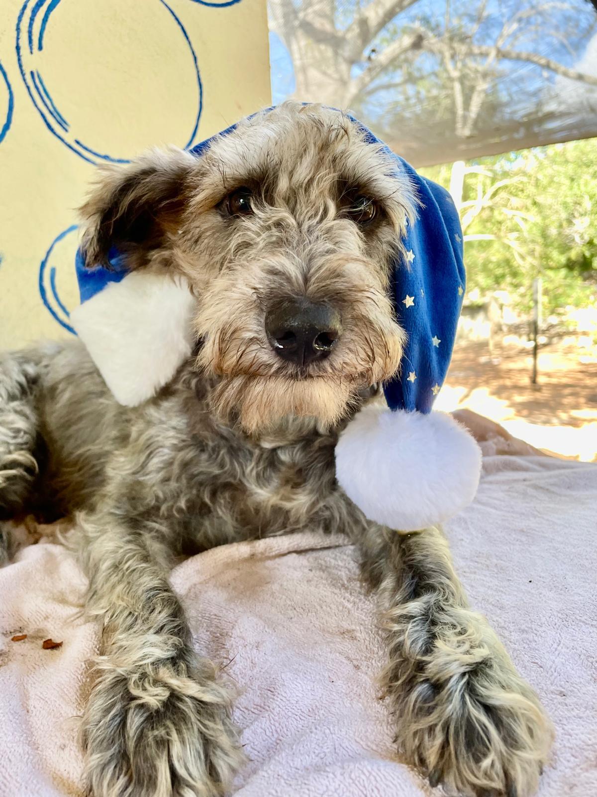 Pimienta (Foster-to-Adopt), a ADOPTABLE mixed breed in Mississauga, ON image 4/4