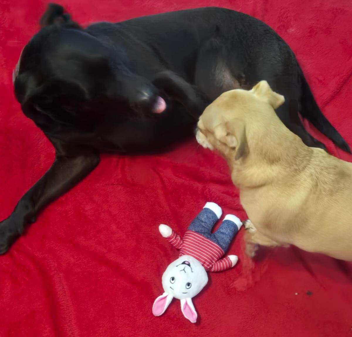 Arthur - great companion and snuggle bud! (BC-251727)