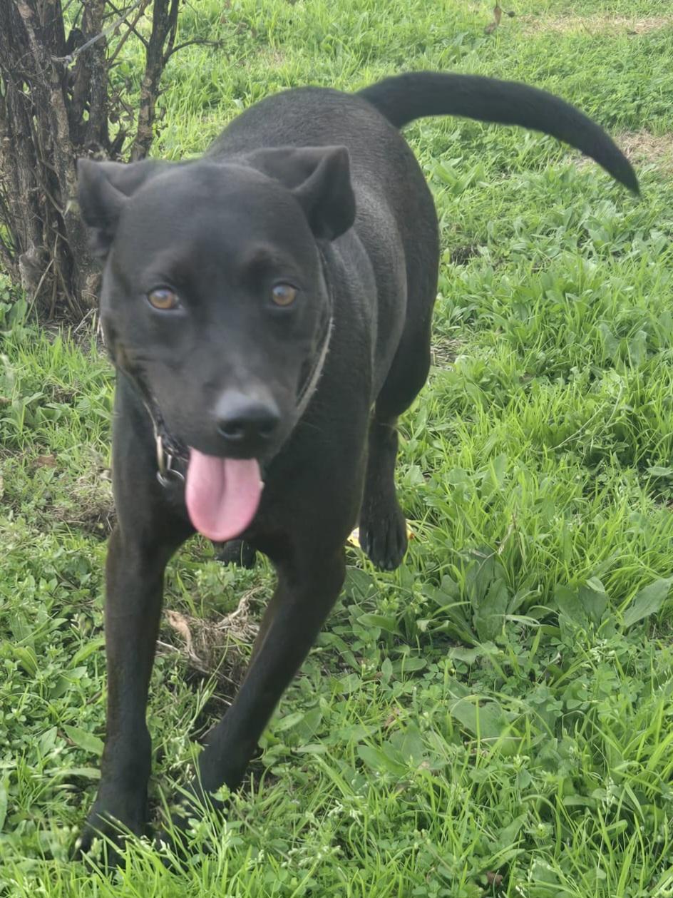 Arthur - great companion and snuggle bud! (BC-251727) photo 1
