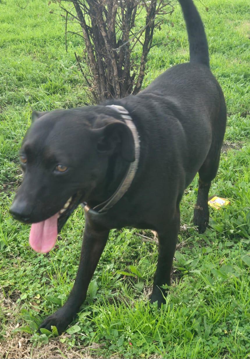 Arthur - great companion and snuggle bud! (BC-251727)