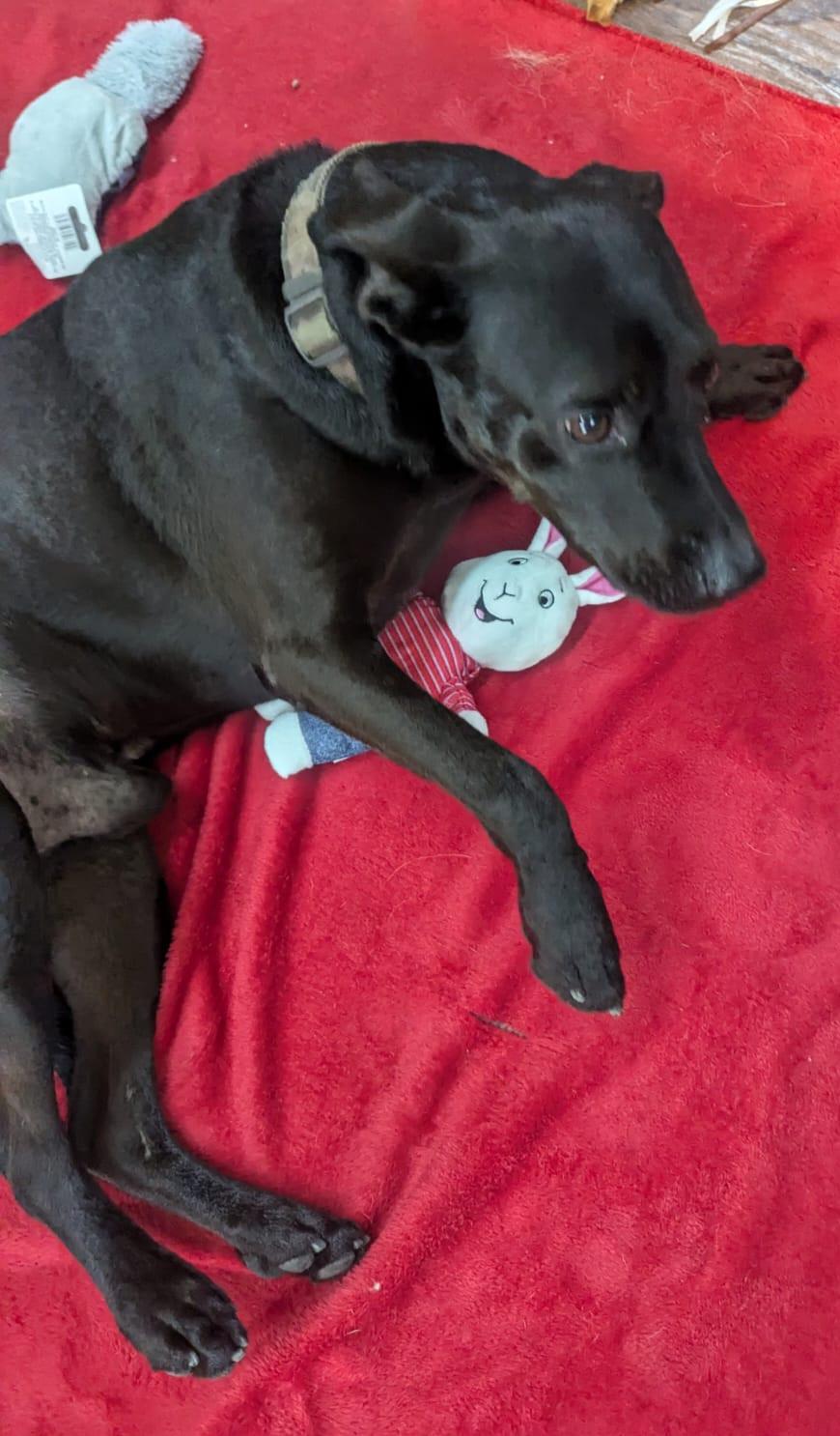 Arthur - great companion and snuggle bud! (BC-251727) photo 2
