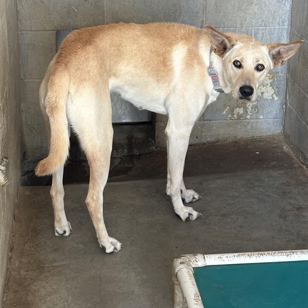 Rosie, Adoptable, Adult Female Yellow Labrador Retriever & Shepherd.