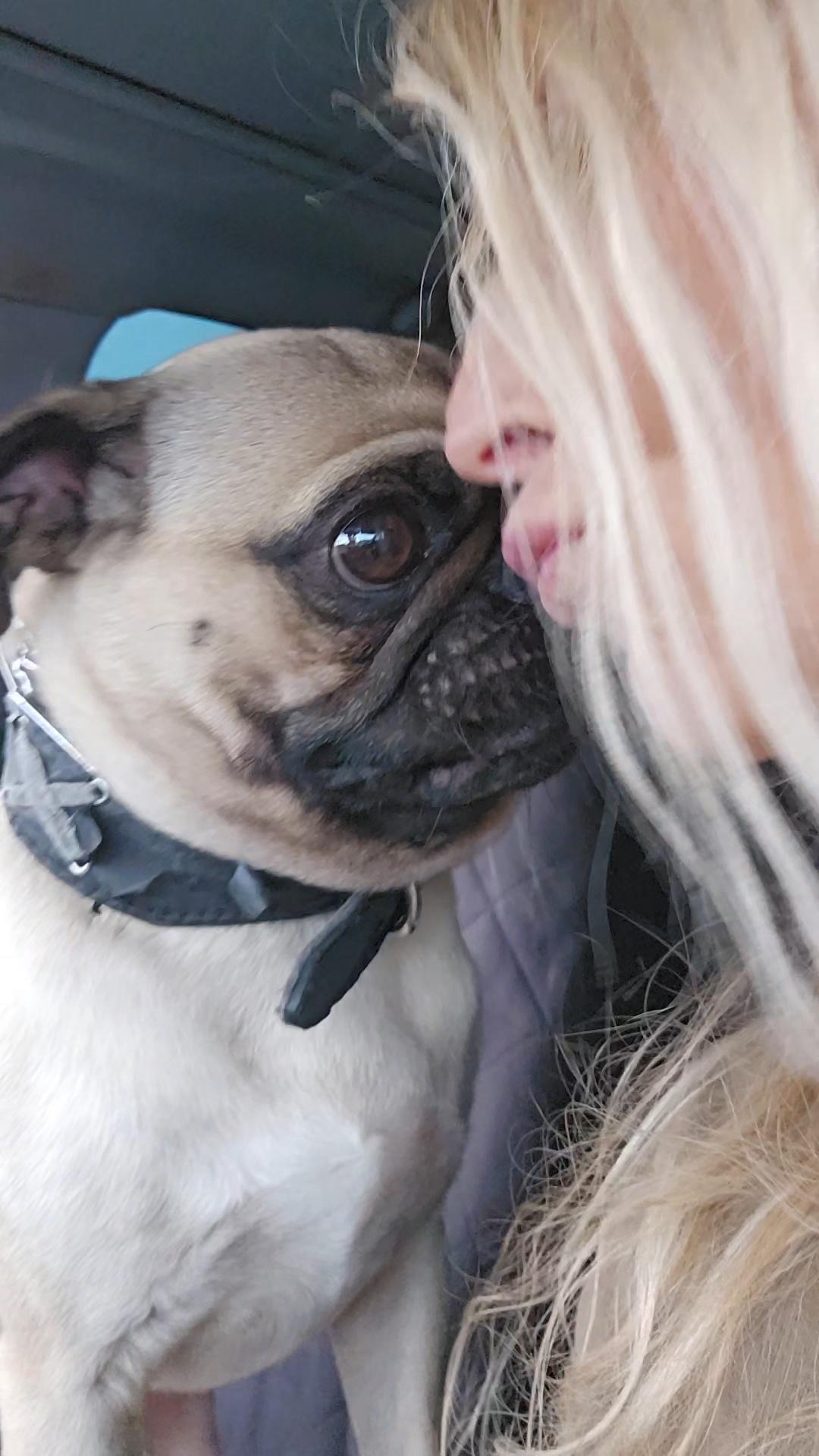 Enlarge Champ playful #pug, a ADOPTABLE Pug in Hermosa Beach, CA image 1/3