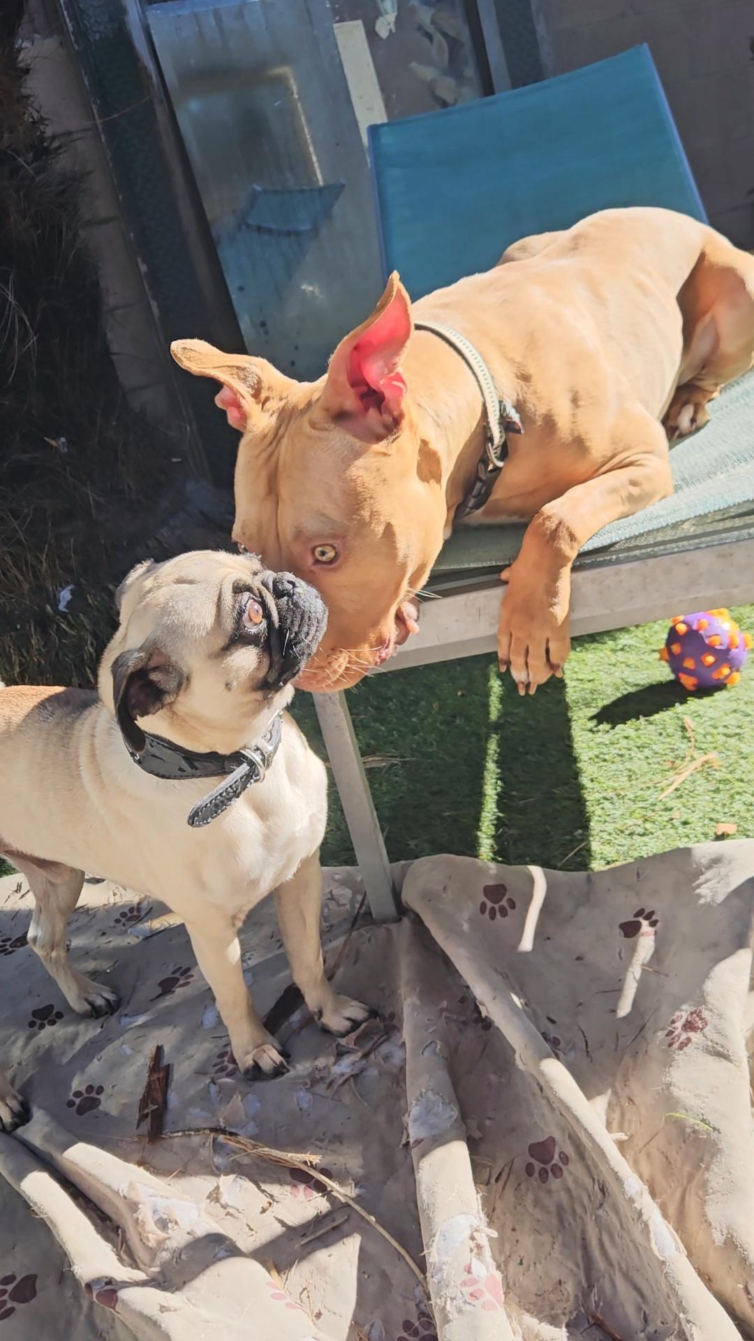 Enlarge Champ playful #pug, a ADOPTABLE Pug in Hermosa Beach, CA image 2/3