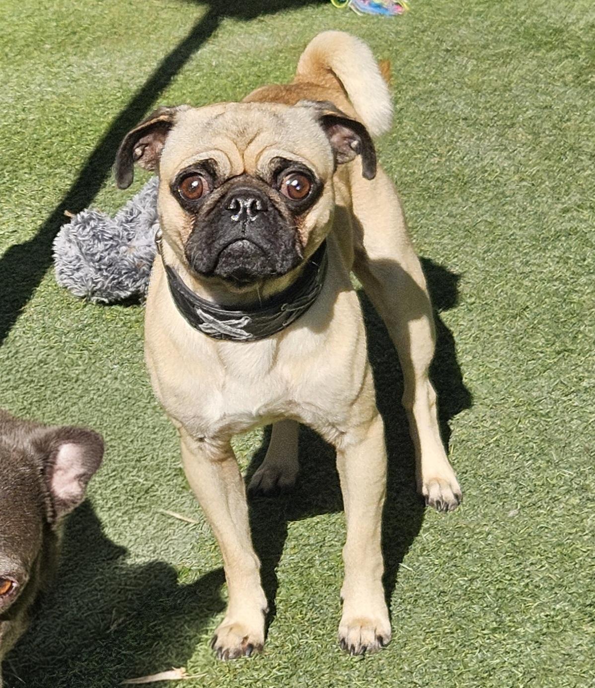 Enlarge Champ playful #pug, a ADOPTABLE Pug in Hermosa Beach, CA image 3/3