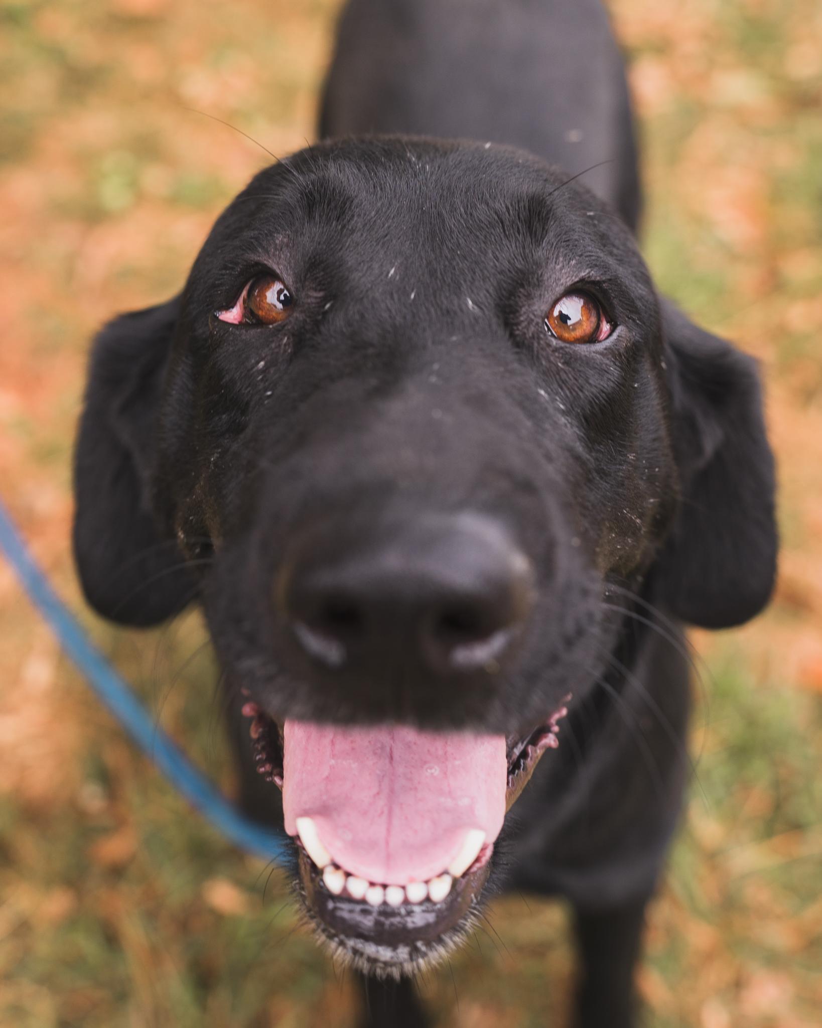 Ava (in a FOSTER home)