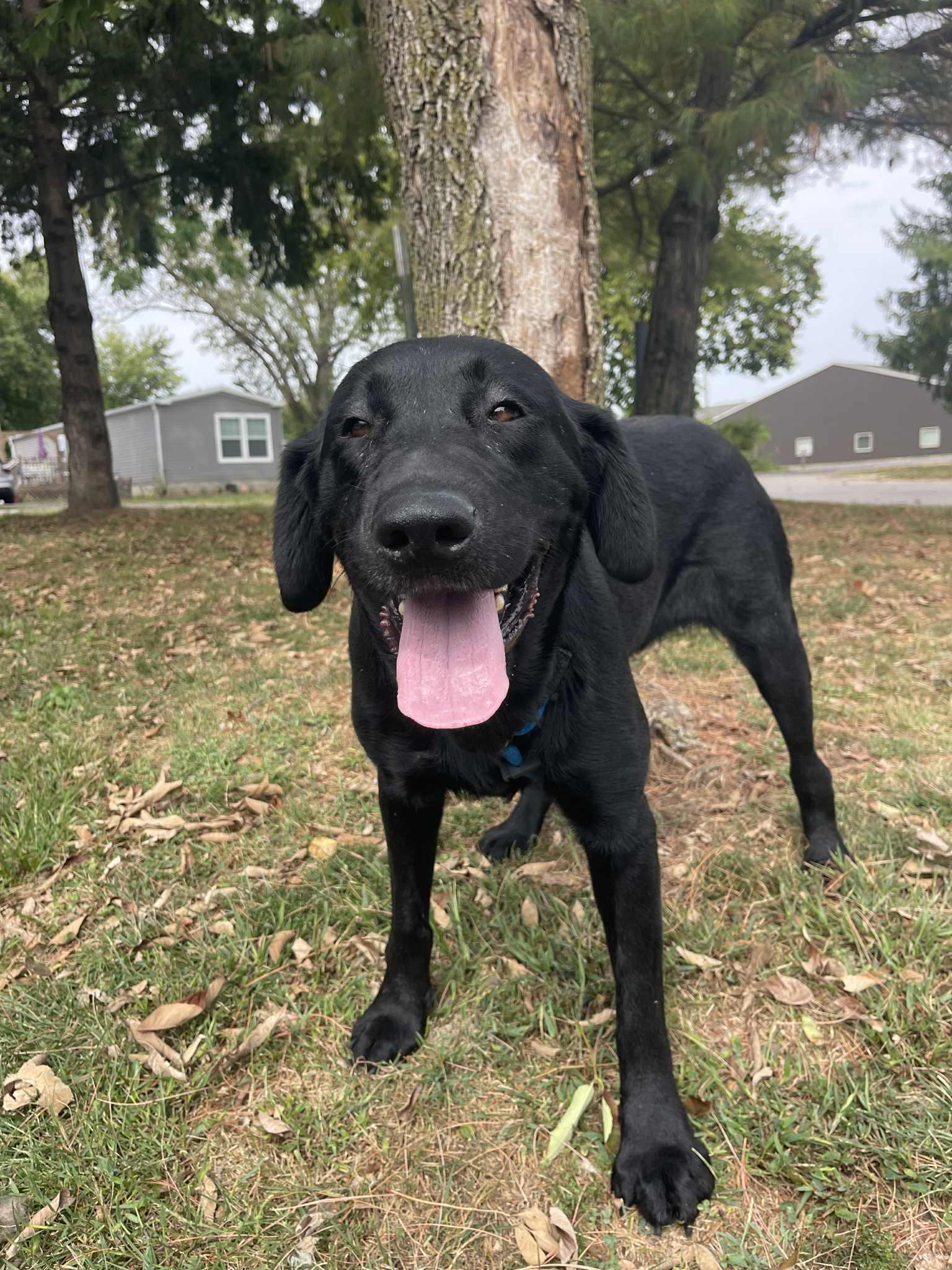 Ava (in a FOSTER home)