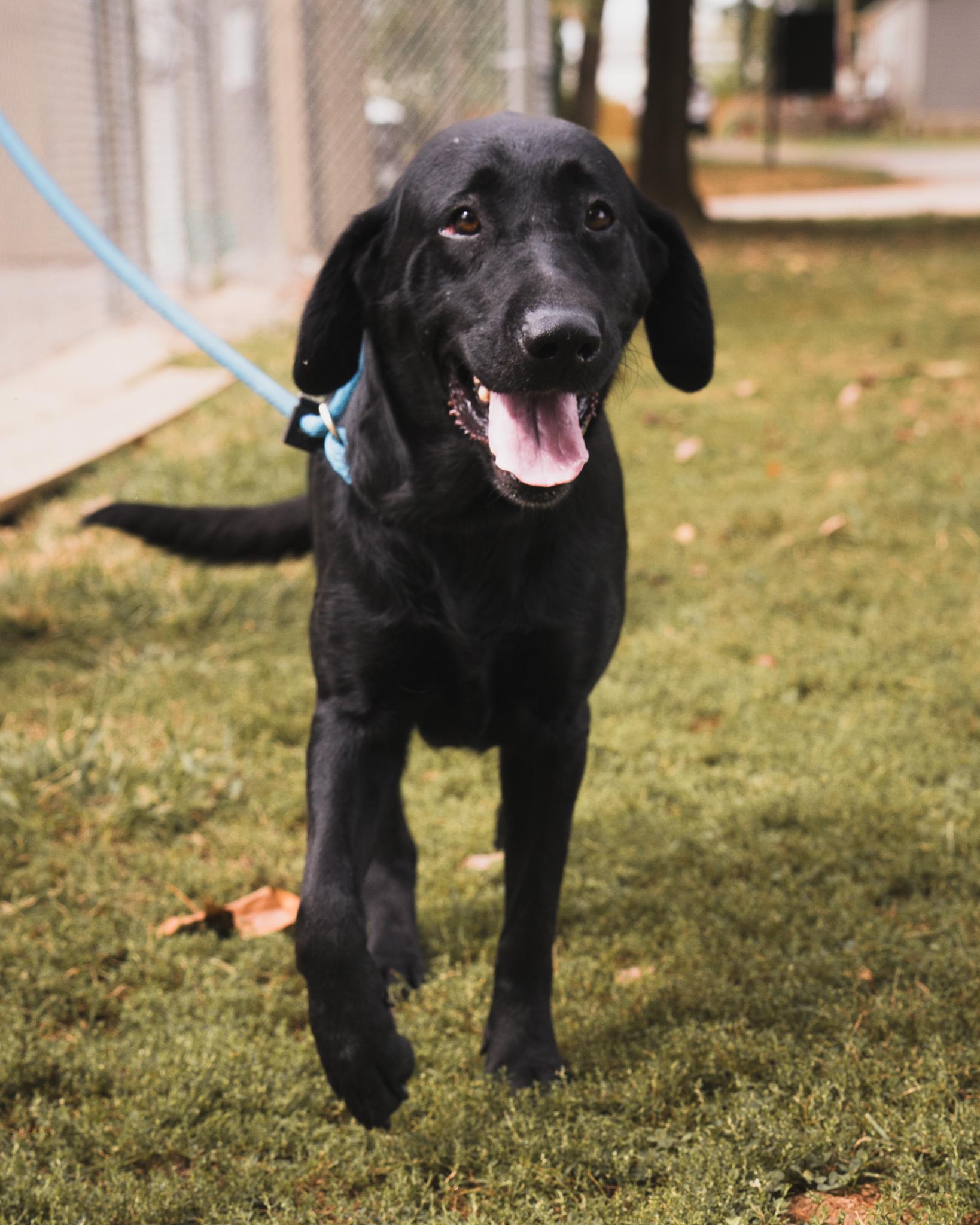Enlarge Ava (in a FOSTER home), a Adoptable Labrador Retriever in Springfield, IL image 4/4