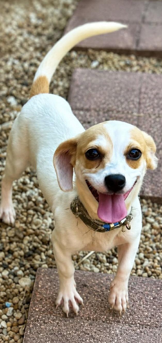 Daisy, Adoptable, Puppy Female Dachshund.