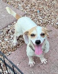 Enlarge Daisy, a Adoptable Dachshund in Pearland, TX image 2/3
