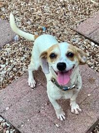 Enlarge Daisy, a Adoptable Dachshund in Pearland, TX image 3/3