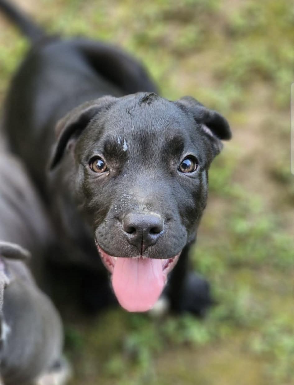 Enlarge Remington, a Adoptable mixed breed in OKLAHOMA CITY, OK image 1/3