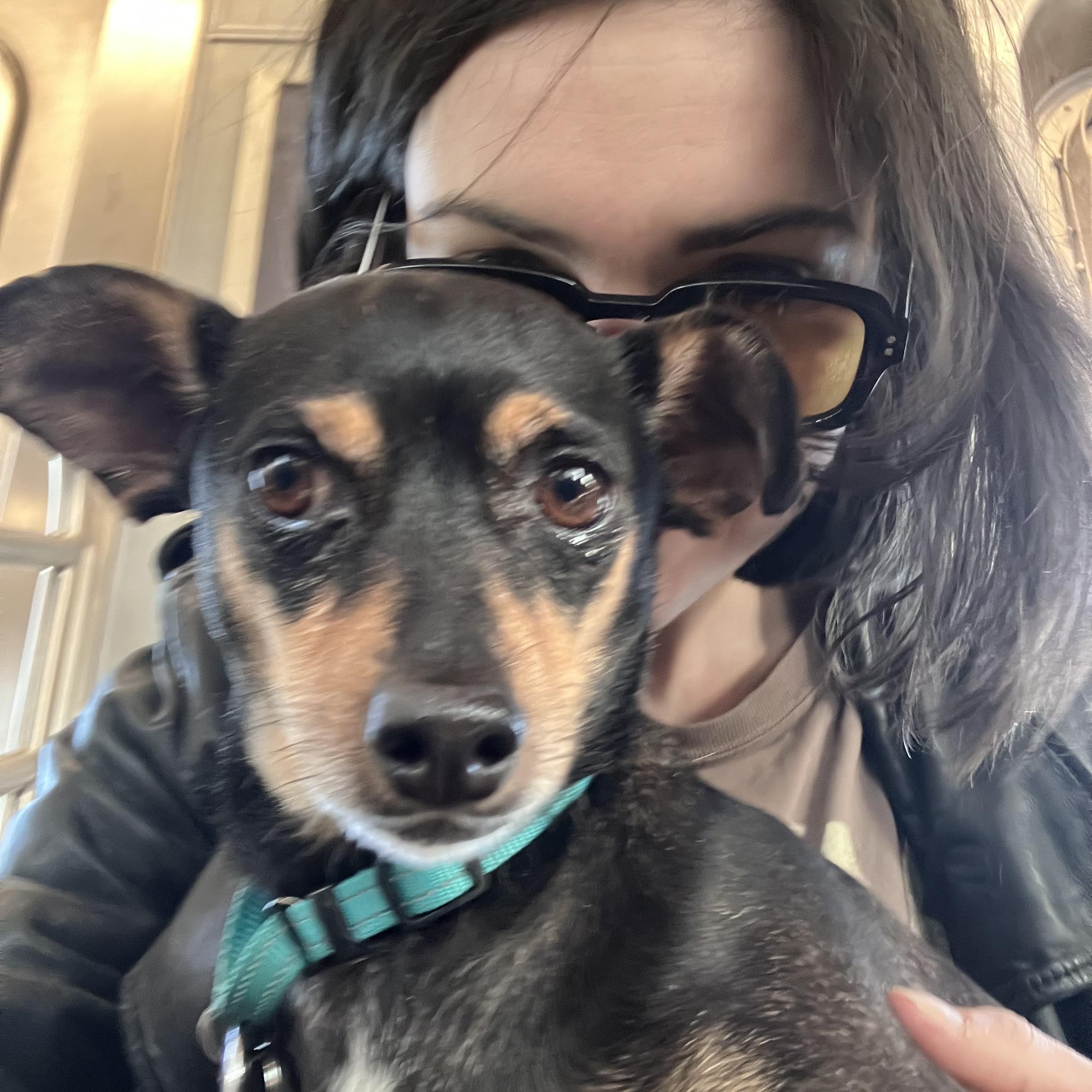 Enlarge Billy, a ADOPTABLE mixed breed in Brooklyn, NY image 2/6