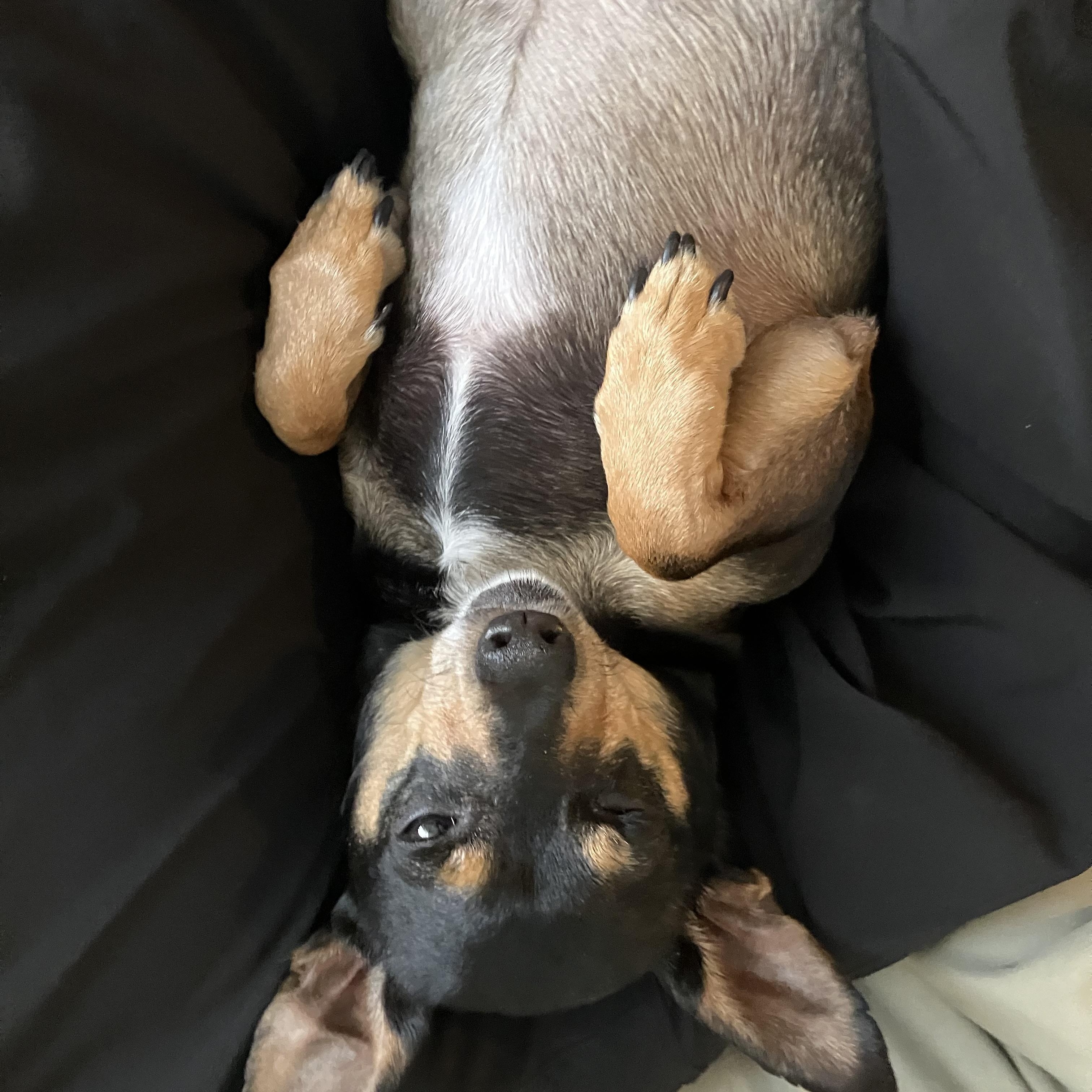 Enlarge Billy, a ADOPTABLE mixed breed in Brooklyn, NY image 3/6