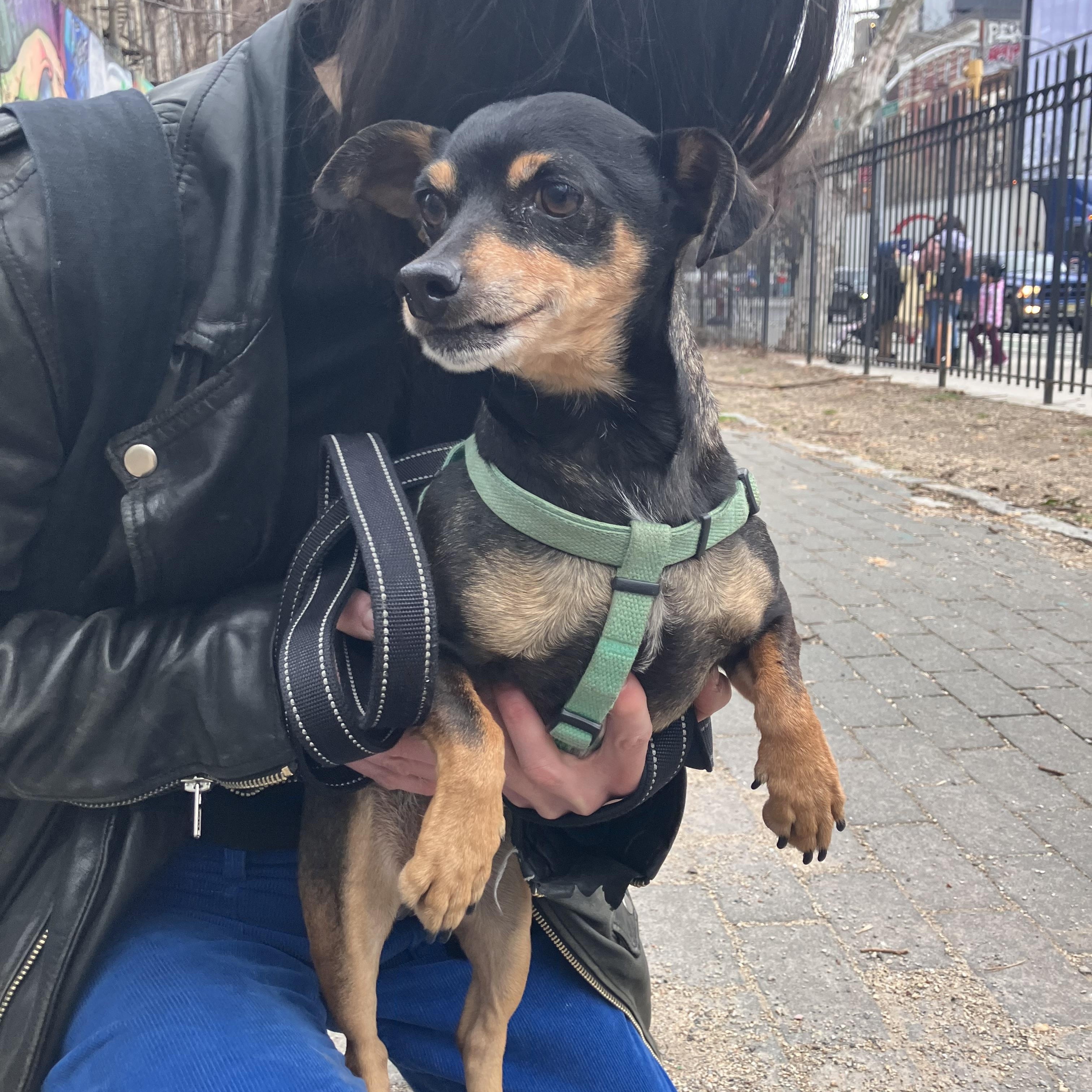 Enlarge Billy, a ADOPTABLE mixed breed in Brooklyn, NY image 5/6