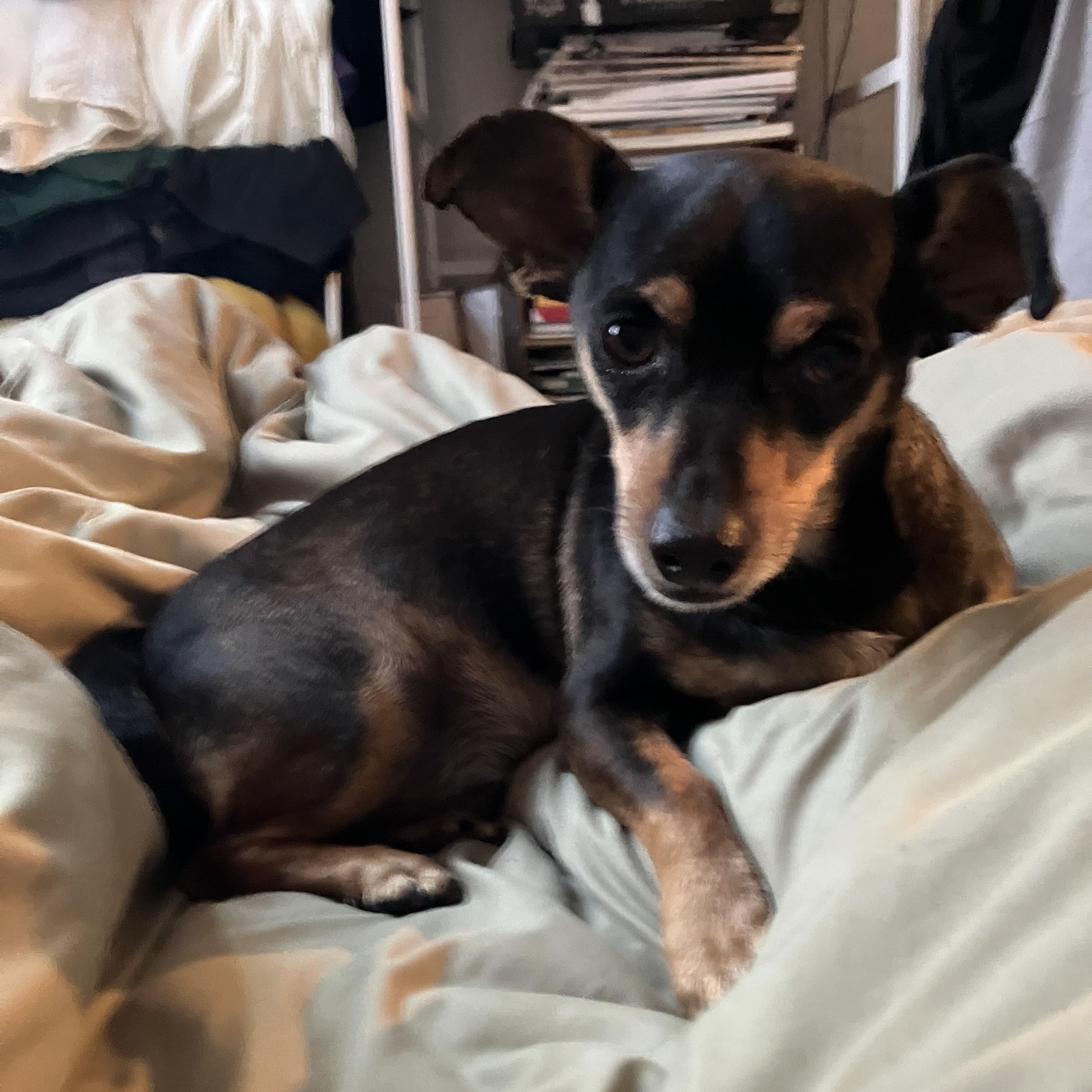 Enlarge Billy, a ADOPTABLE mixed breed in Brooklyn, NY image 6/6