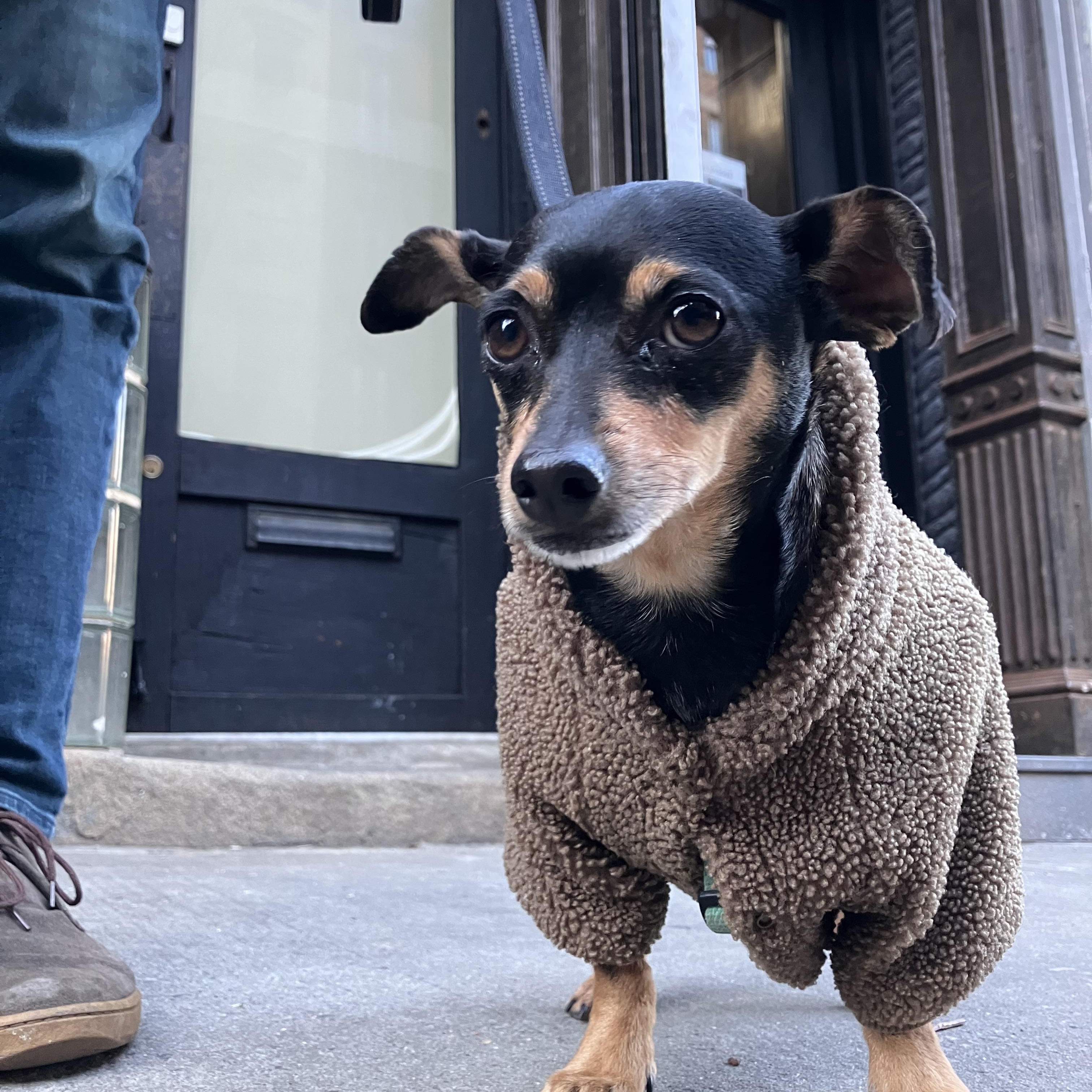 Enlarge Billy, a ADOPTABLE mixed breed in Brooklyn, NY image 4/6
