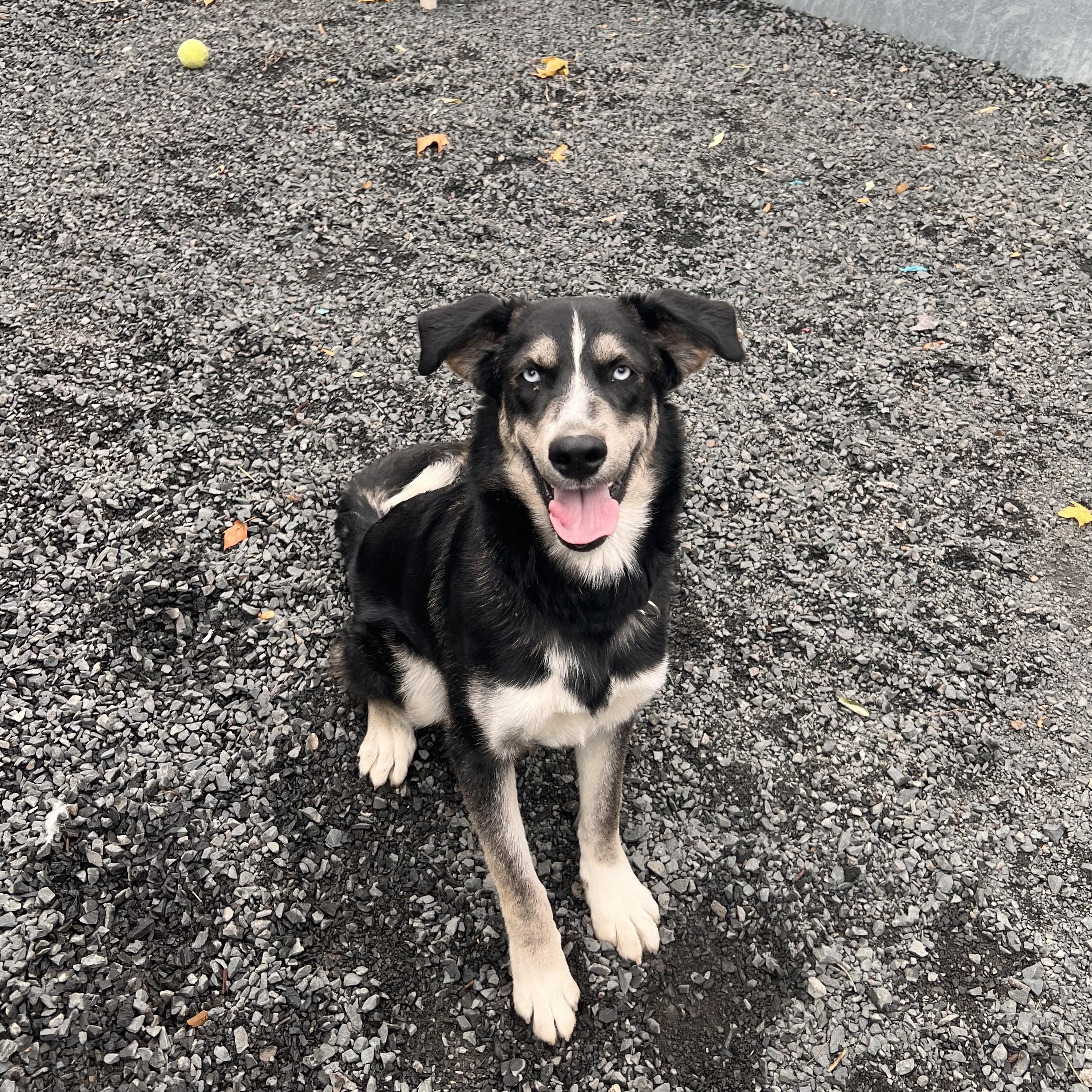 Enlarge Poutine, a Adoptable mixed breed in Moscow, ID image 2/5