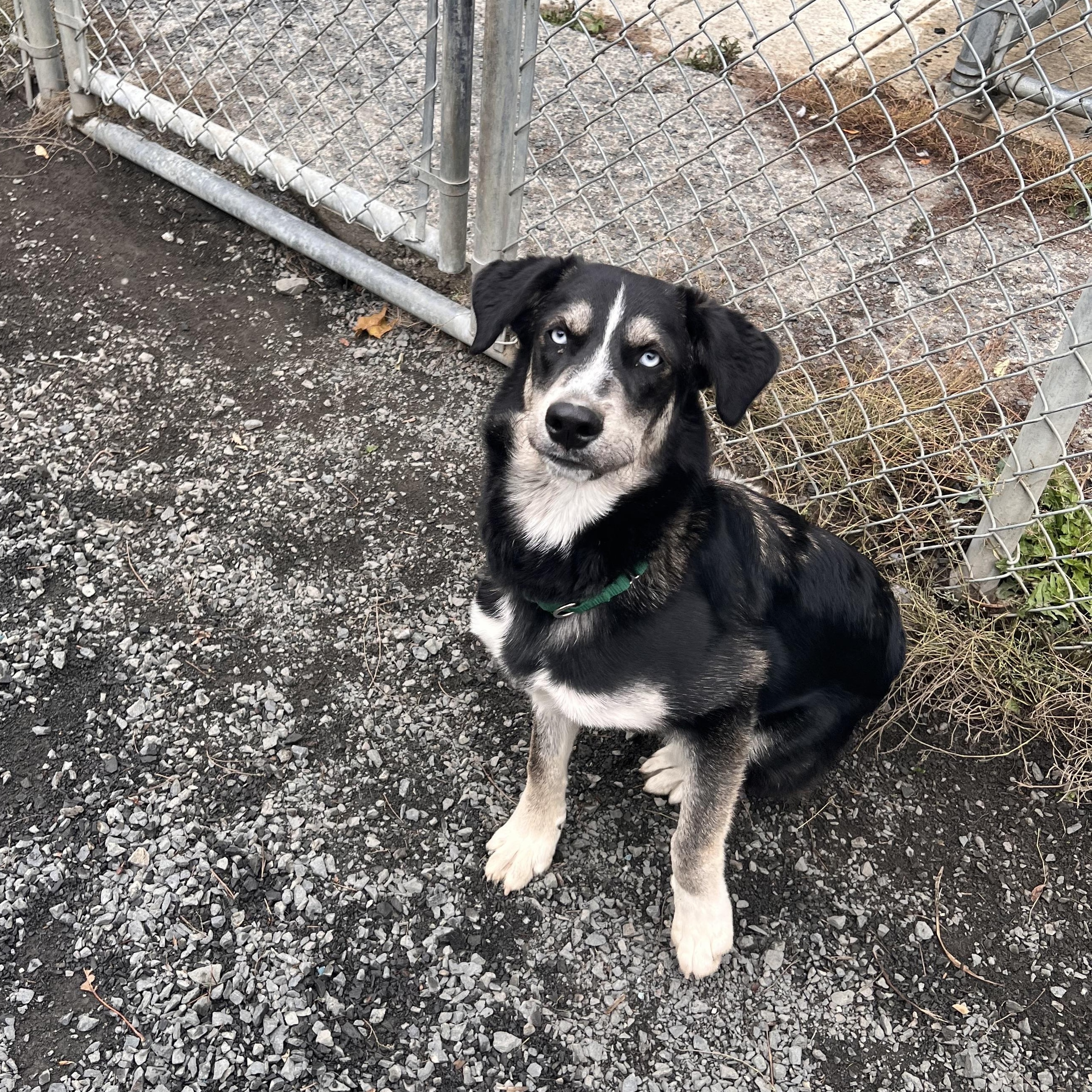 Enlarge Poutine, a Adoptable mixed breed in Moscow, ID image 3/5
