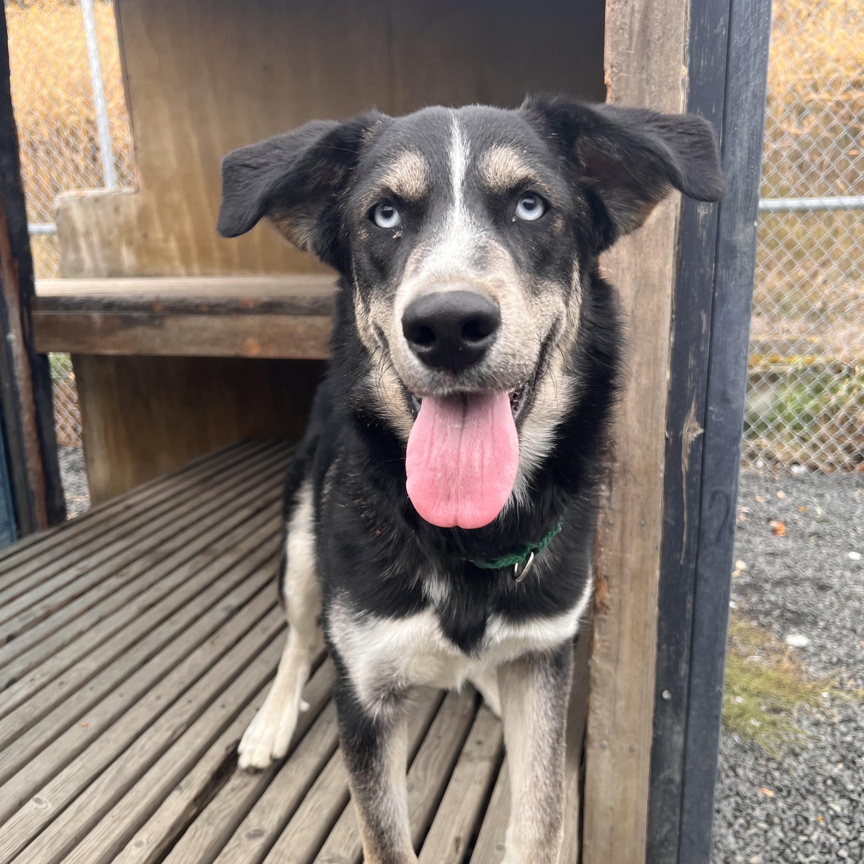 Enlarge Poutine, a Adoptable mixed breed in Moscow, ID image 4/5