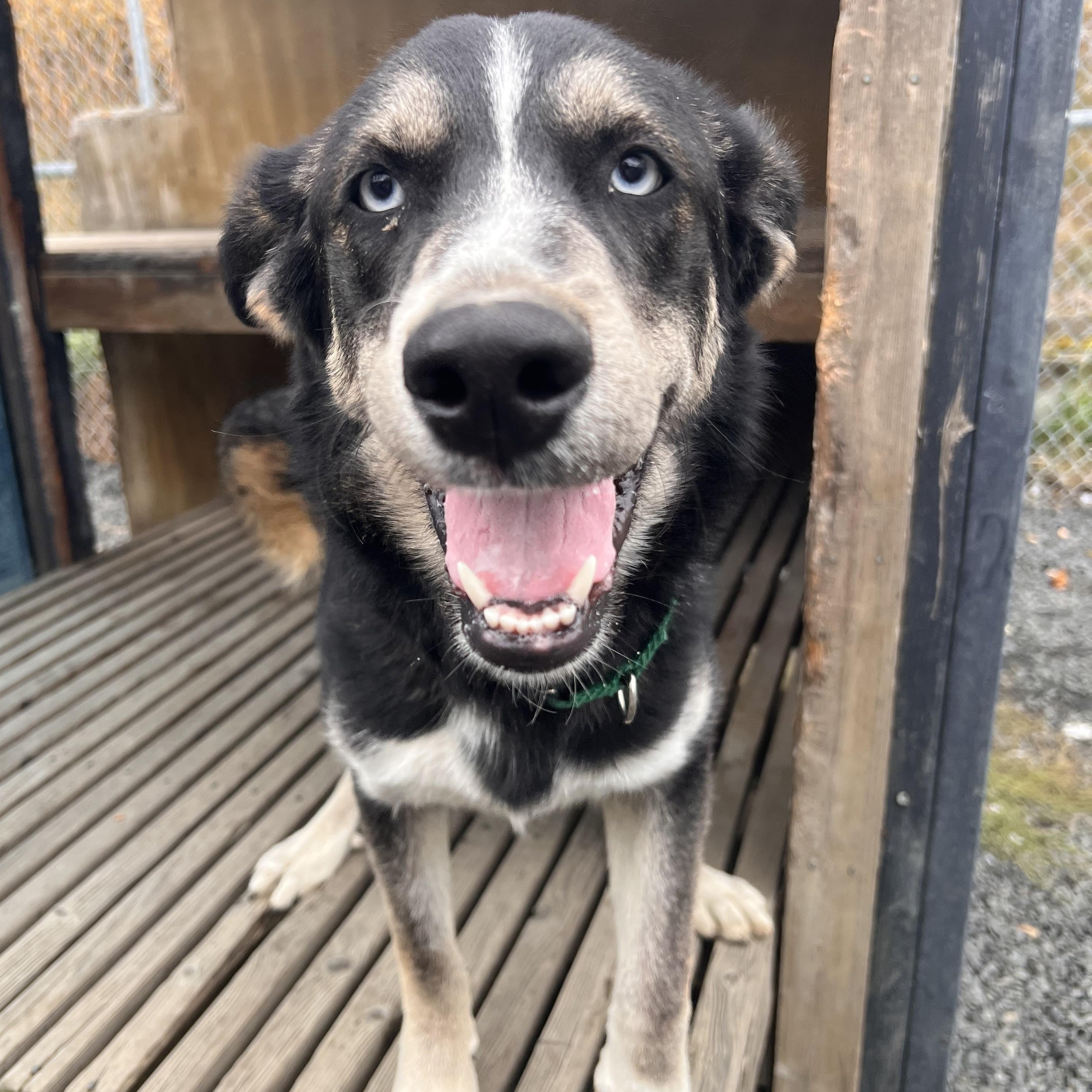 Enlarge Poutine, a Adoptable mixed breed in Moscow, ID image 5/5