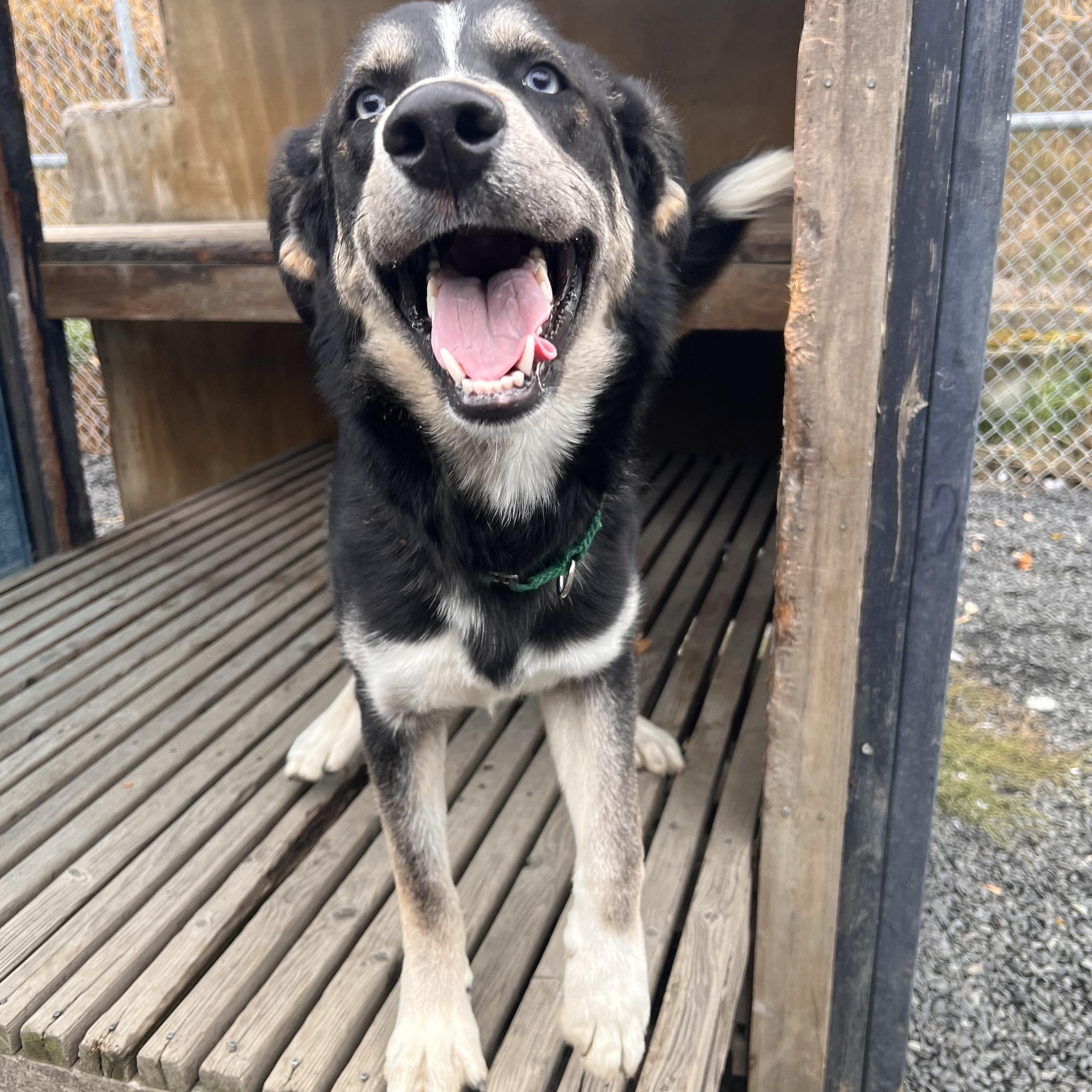 Poutine, Adoptable, Young Female Husky.