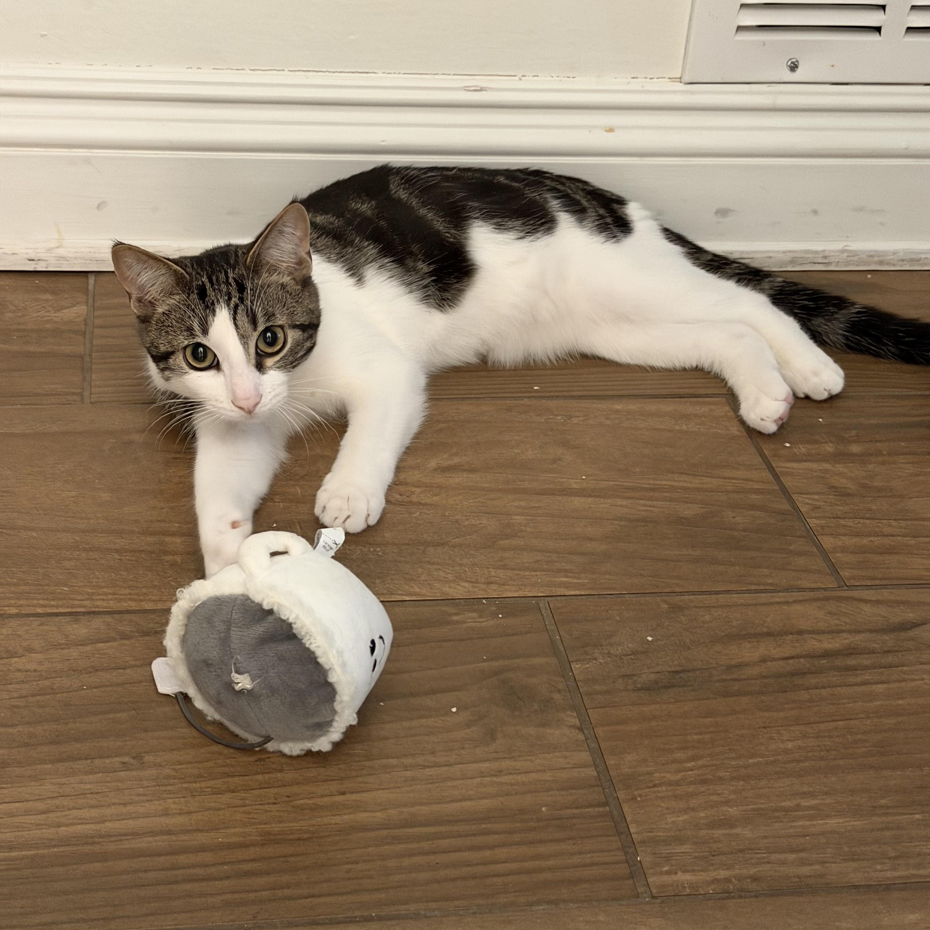 Enlarge Patches, a Adoptable mixed breed in Rochester Hills, MI image 4/4