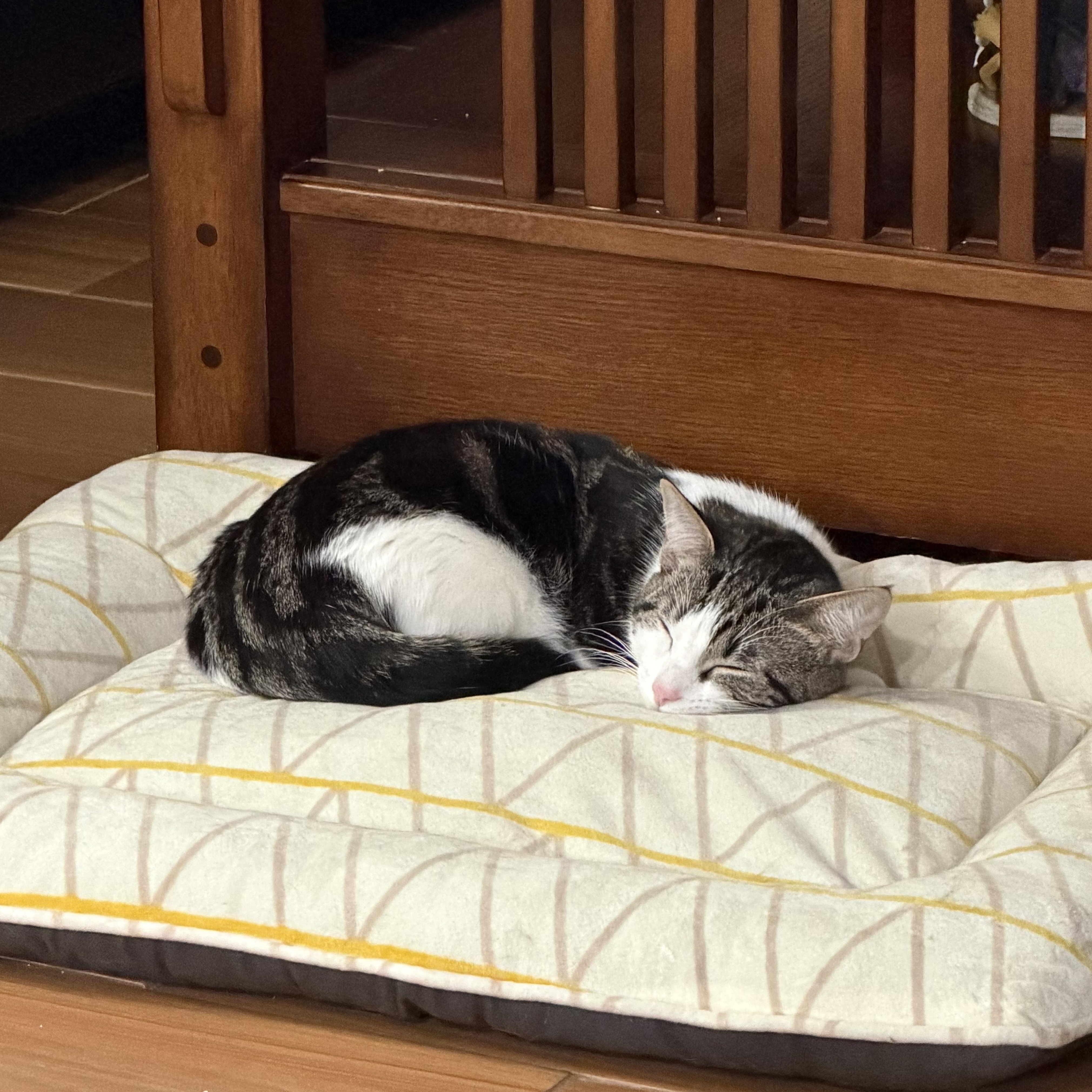 Enlarge Patches, a Adoptable mixed breed in Rochester Hills, MI image 3/4