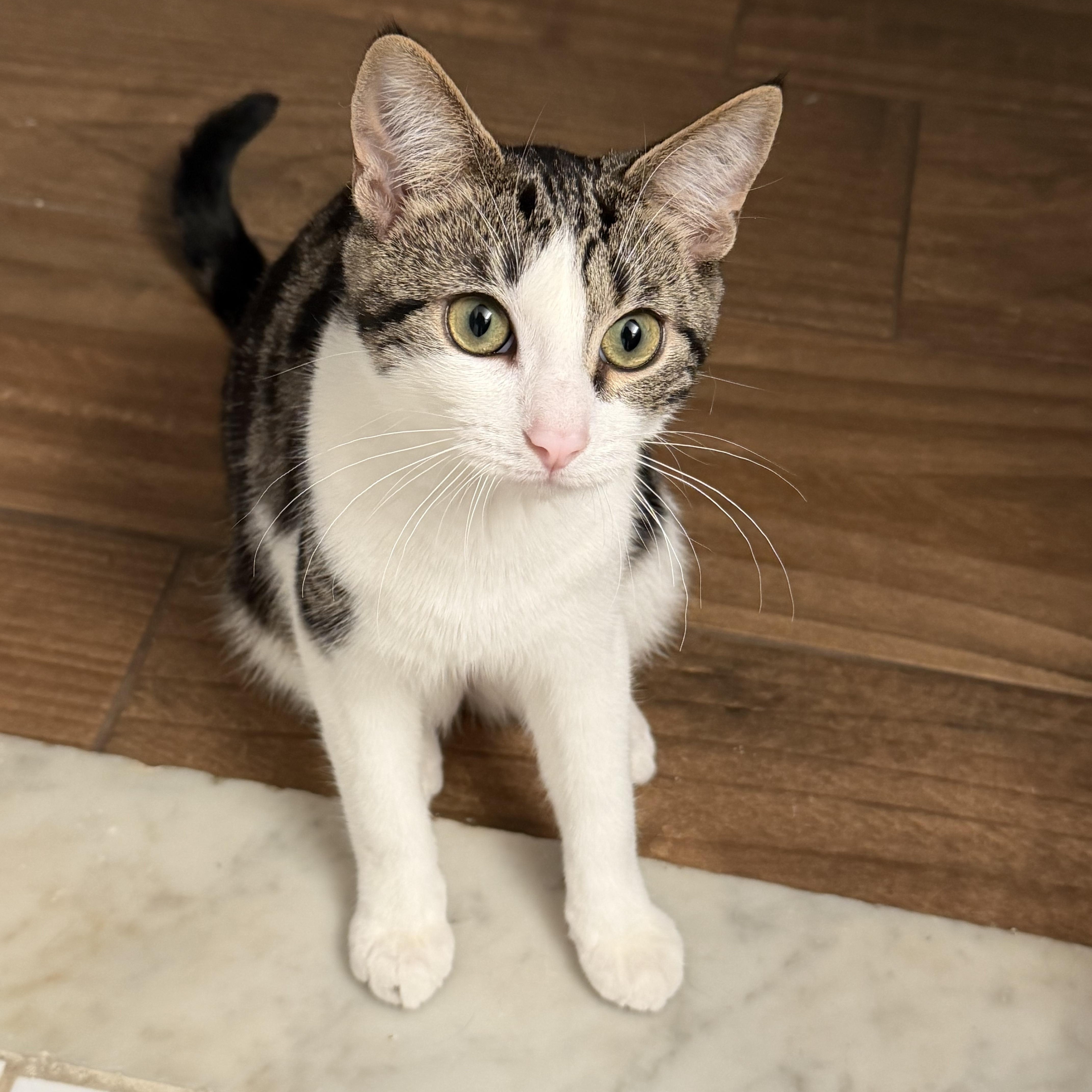 Enlarge Patches, a Adoptable mixed breed in Rochester Hills, MI image 2/4