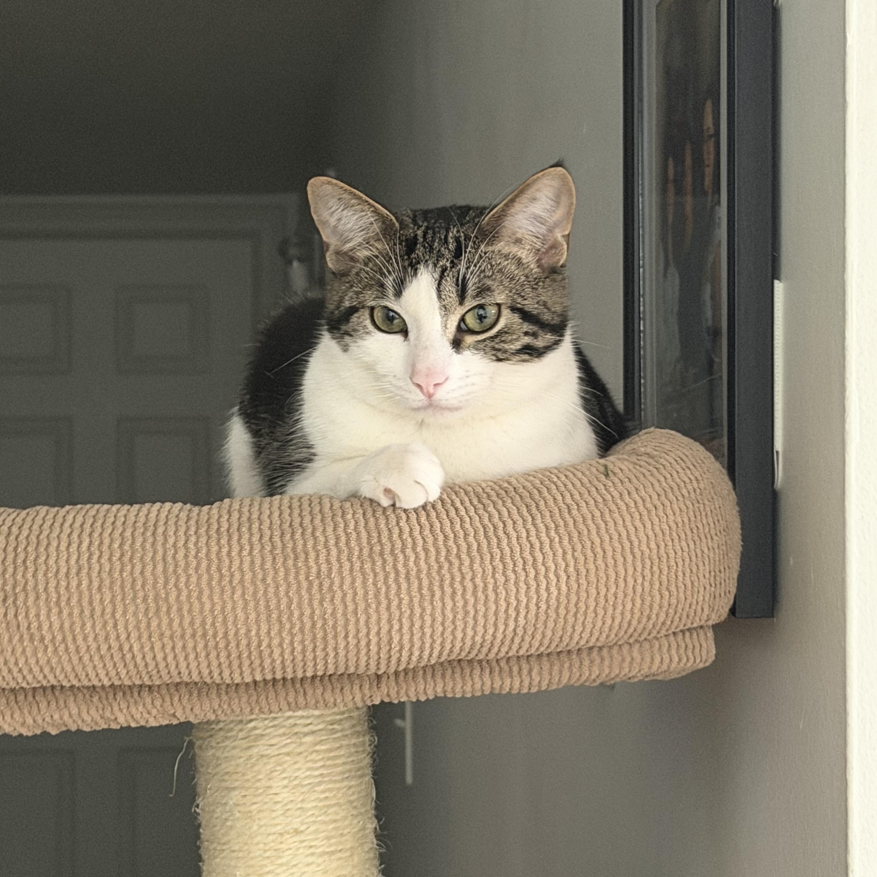 Patches, Adoptable, Kitten Male Domestic Short Hair & Tabby.